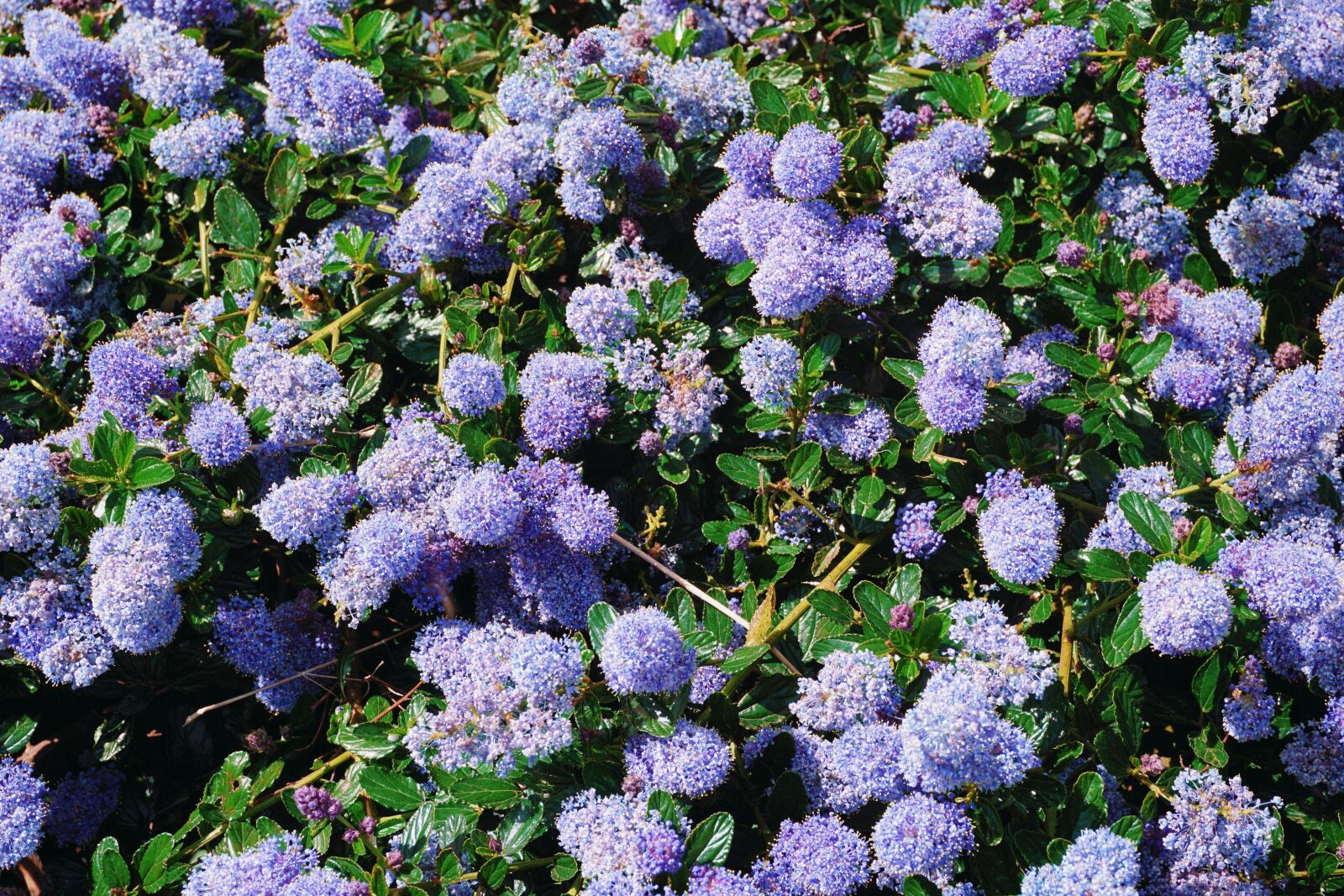 Sony a6000 sample photo. Flowers, flora, flowerbed photography
