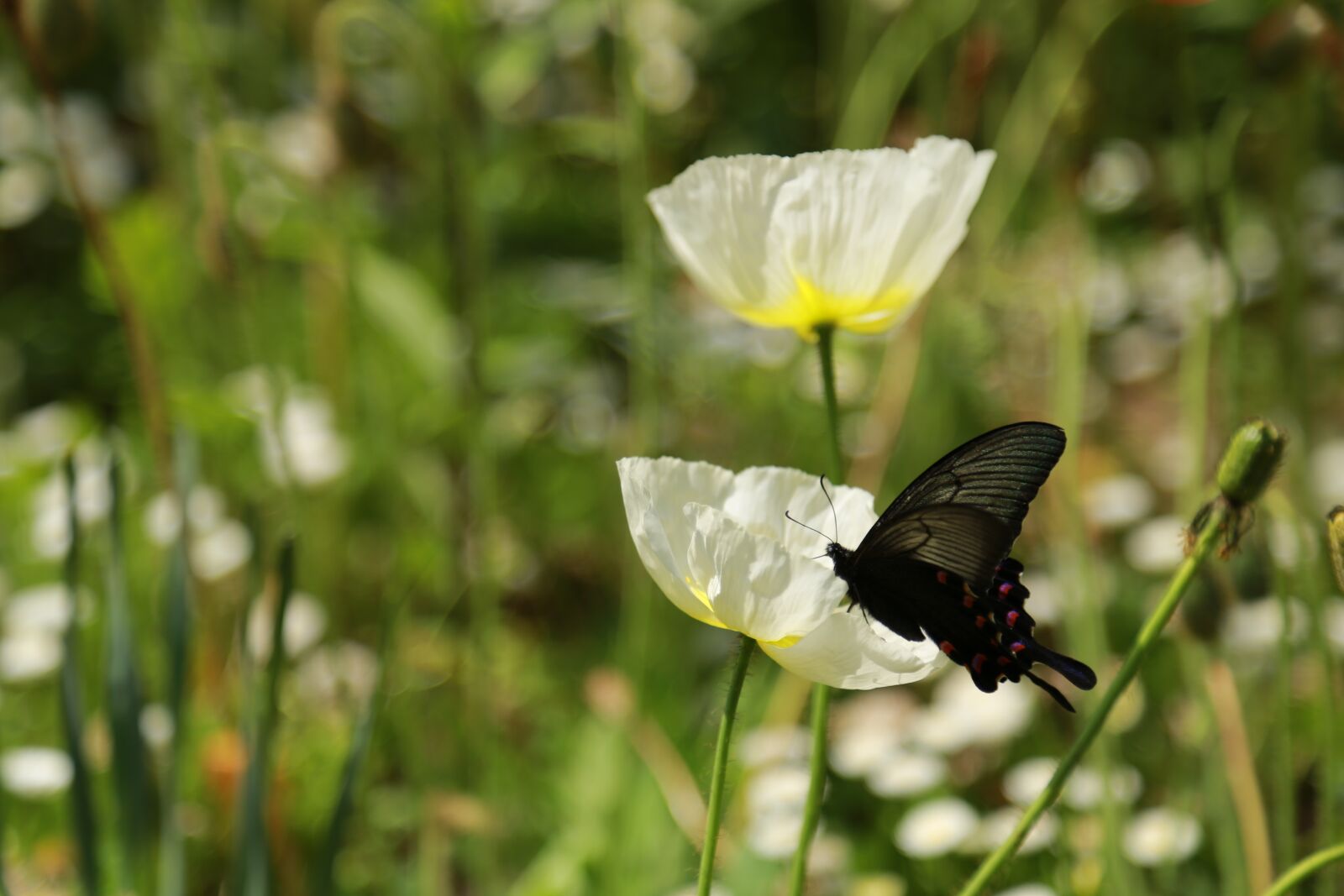 Canon EOS 6D + Canon EF 24-105mm F4L IS USM sample photo. Noel online gift shop photography