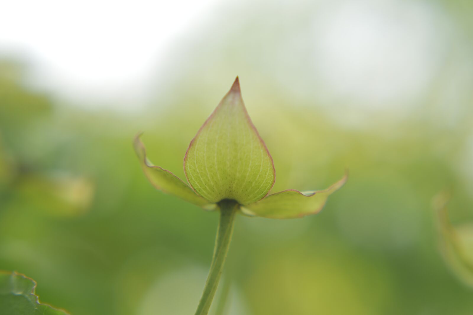 Nikon D5600 sample photo. Flower, plant, flowering photography