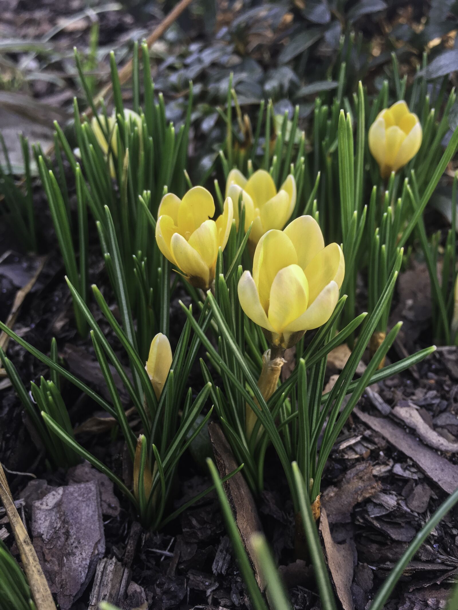 Apple iPhone 6s sample photo. Krokus, crocus, spring photography