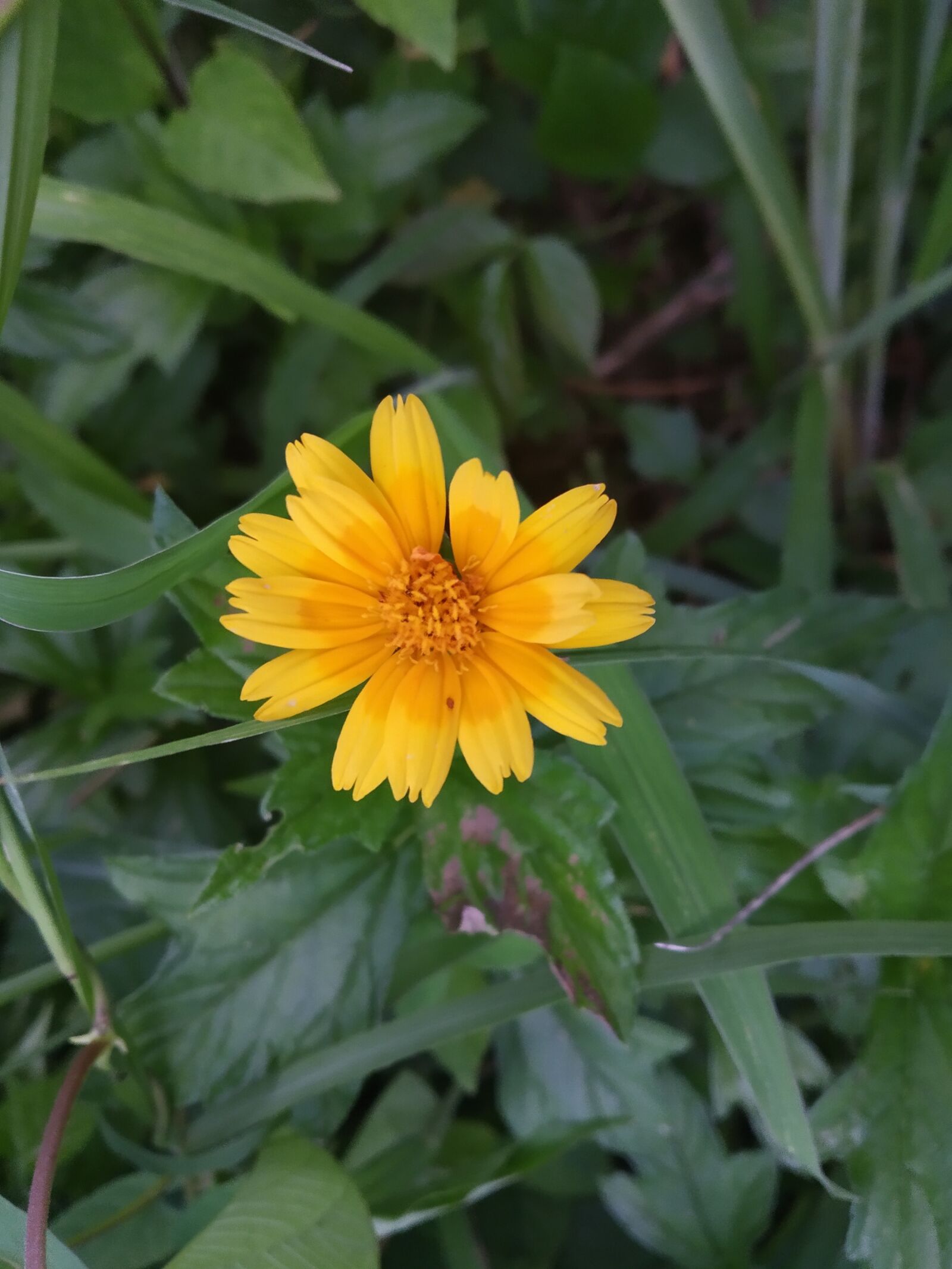 Xiaomi Redmi S2 sample photo. Sunflower, girasol, flor amarilla photography