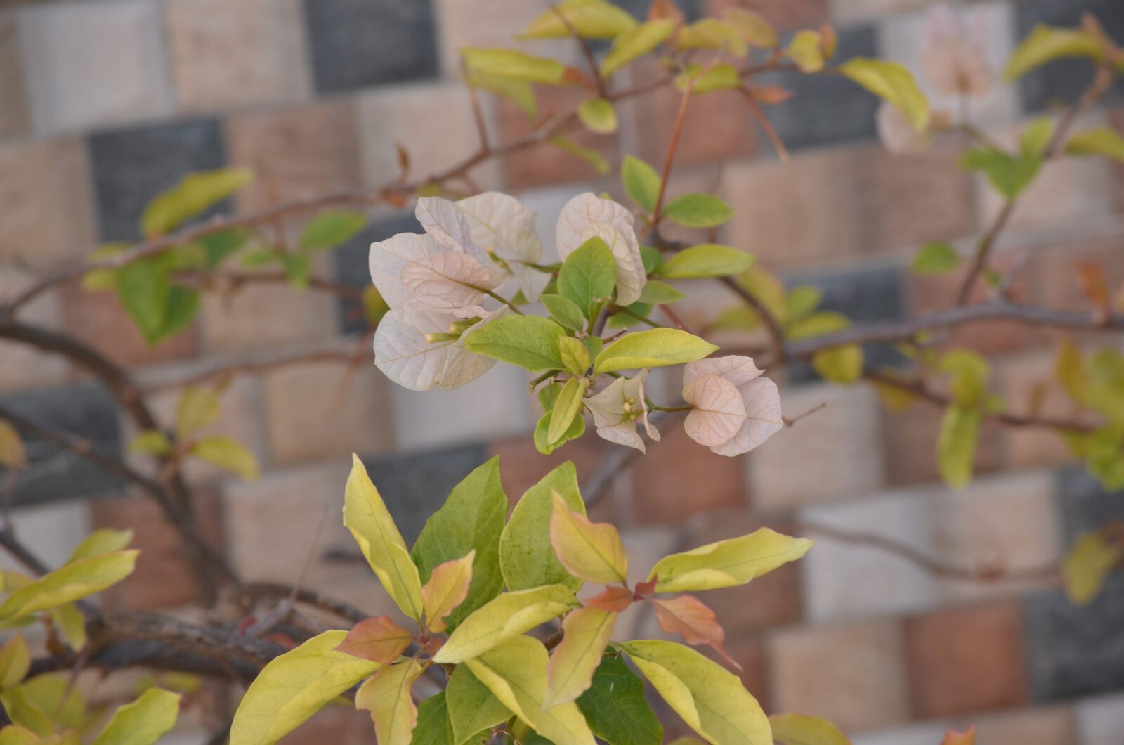 Nikon D7000 sample photo