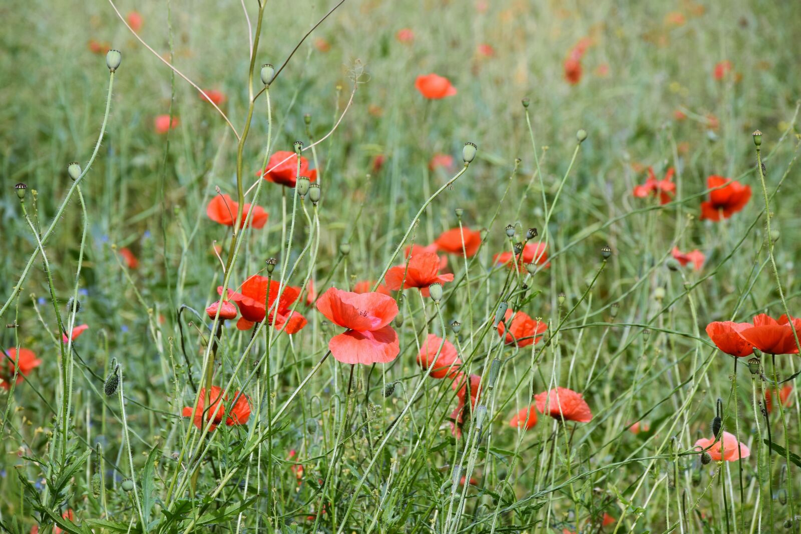 Nikon D5300 sample photo. Poppies, meadow, flower photography