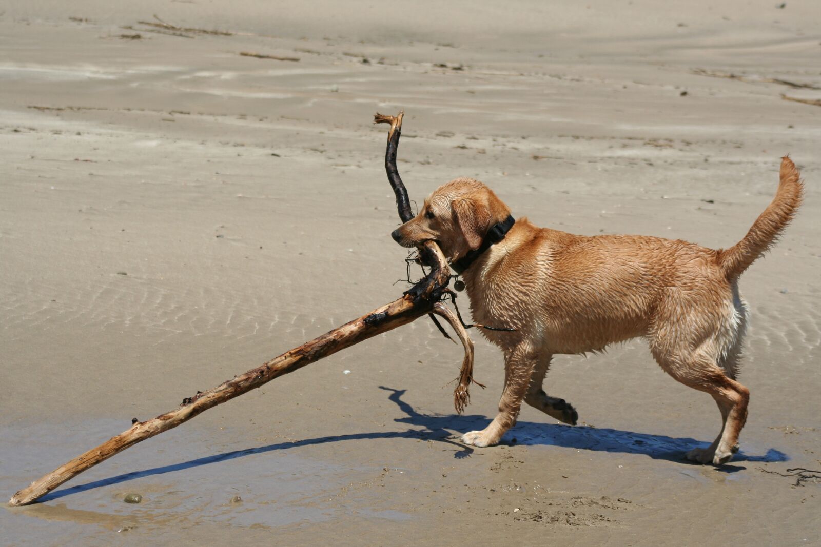 Canon EOS 350D (EOS Digital Rebel XT / EOS Kiss Digital N) sample photo. Labrador, animal, dog photography