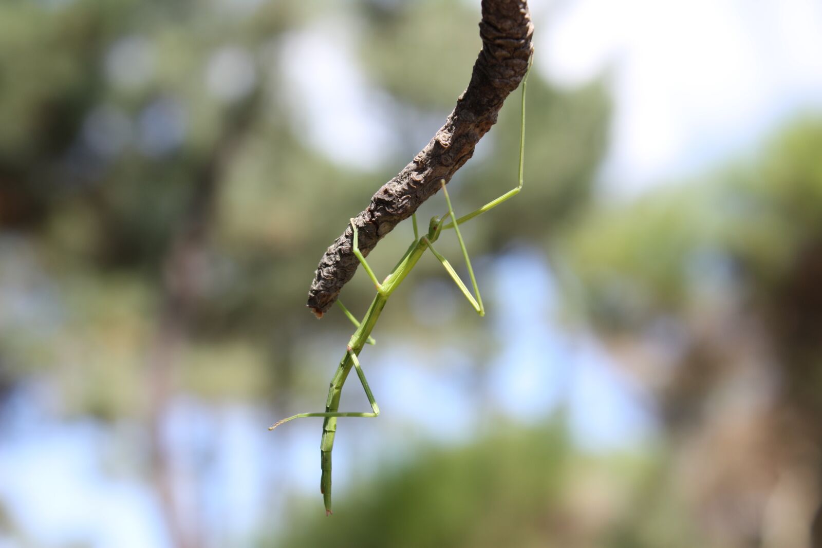 Canon EOS 450D (EOS Rebel XSi / EOS Kiss X2) sample photo. Insect, nature, stick insect photography