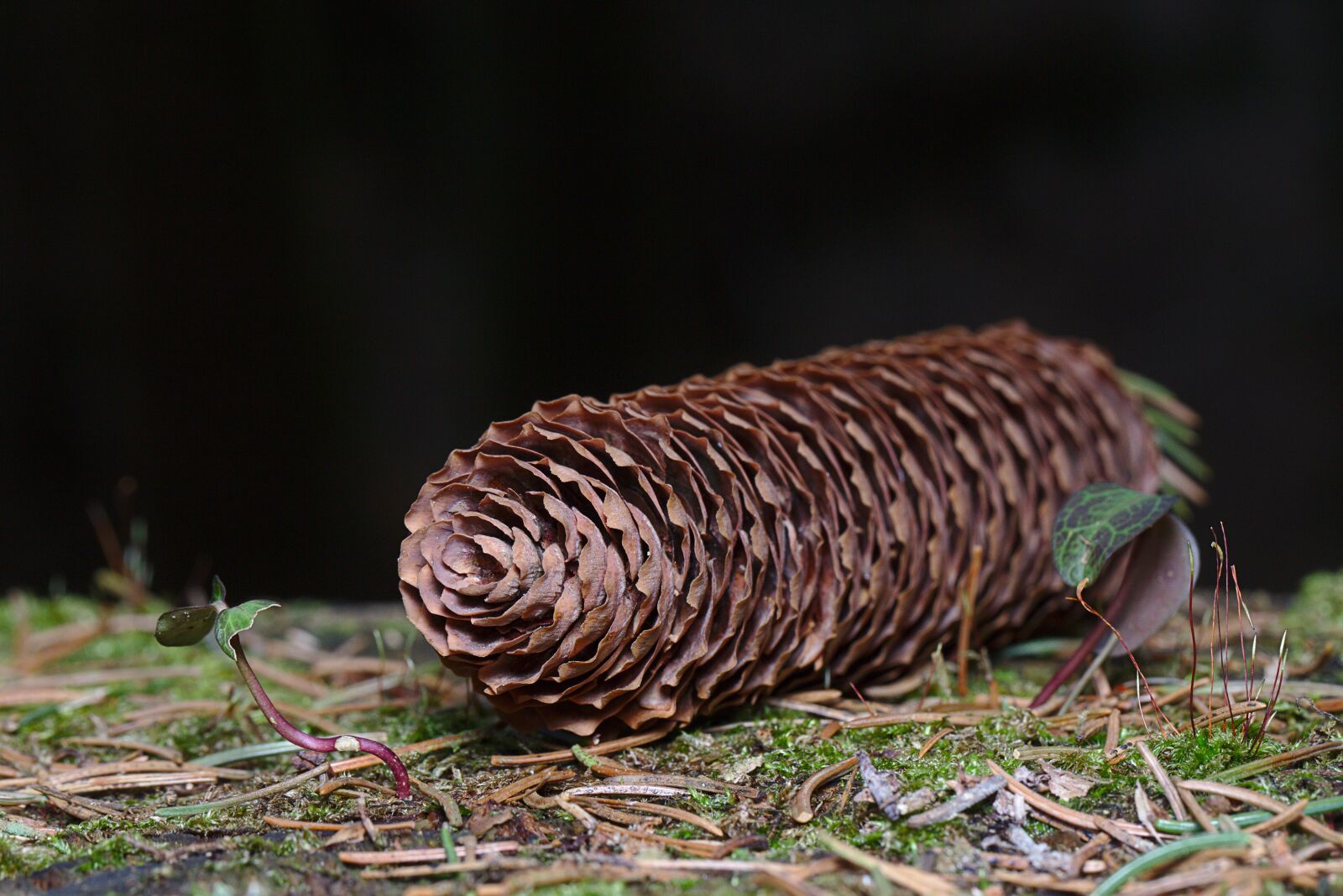 Canon EF 100mm F2.8L Macro IS USM sample photo. Winter, pine cones, close photography