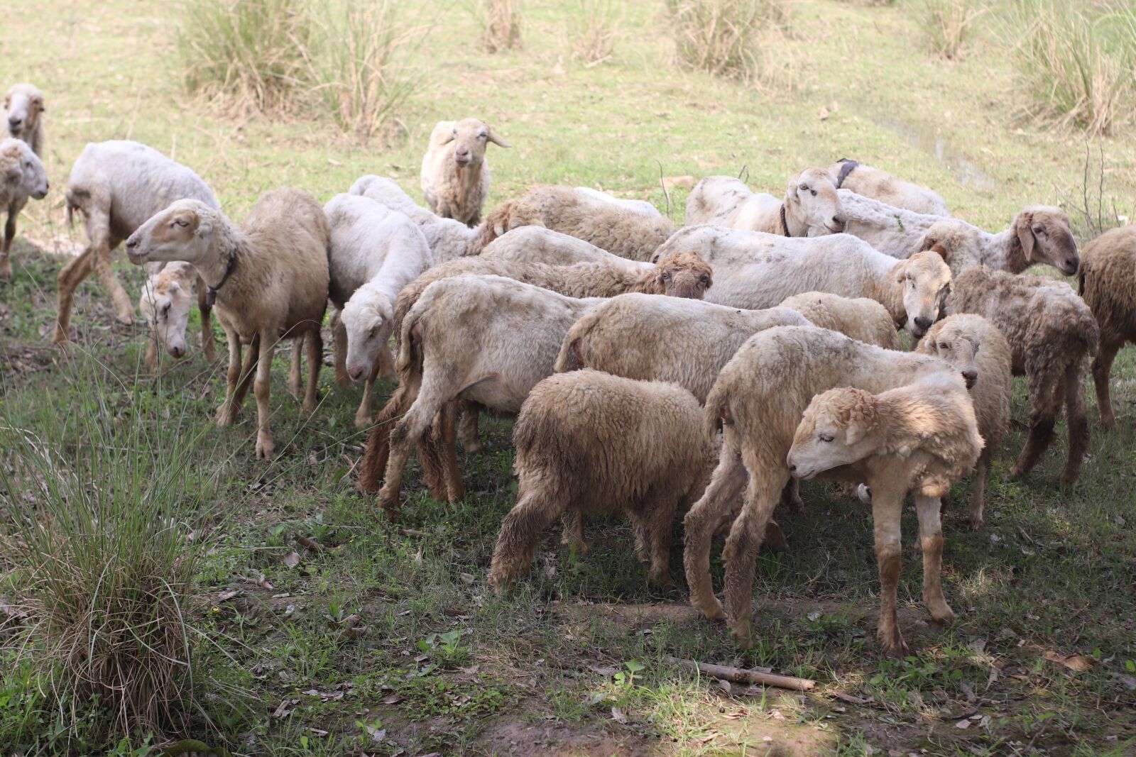 Canon EOS 77D (EOS 9000D / EOS 770D) sample photo. Sheep's, animals, farm photography