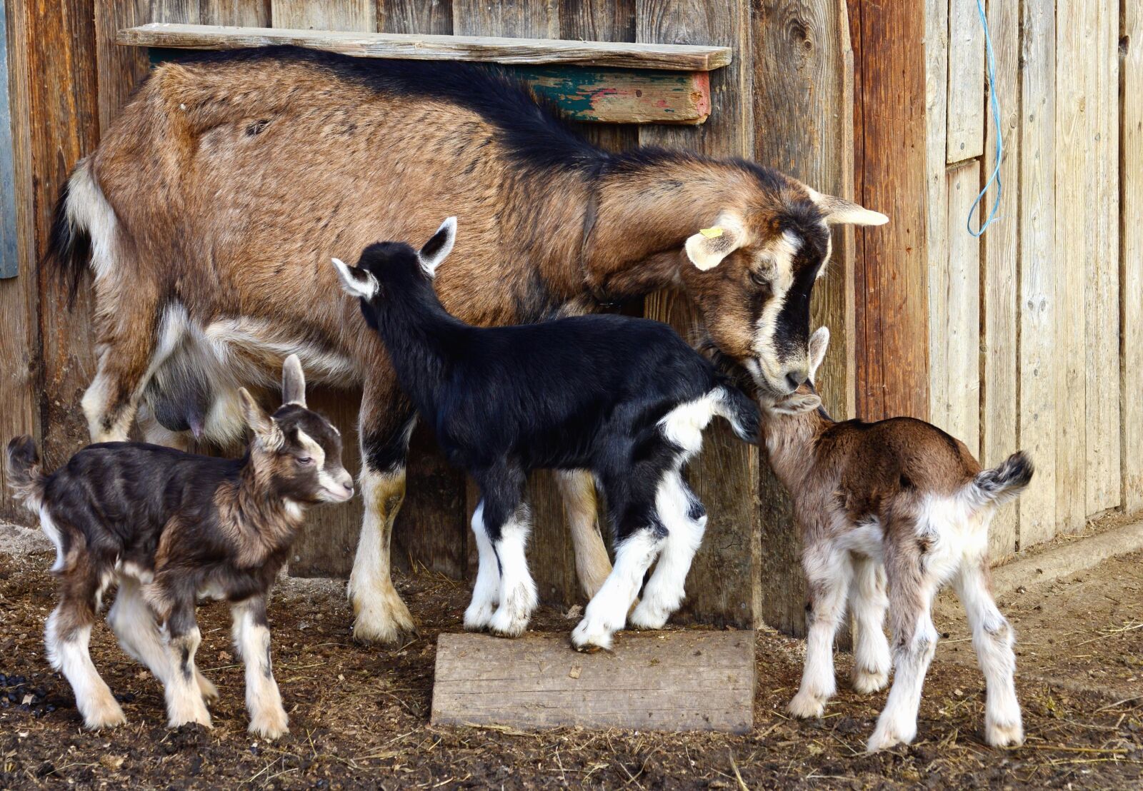 Nikon D5200 sample photo. Goat, animal, herd, fence photography