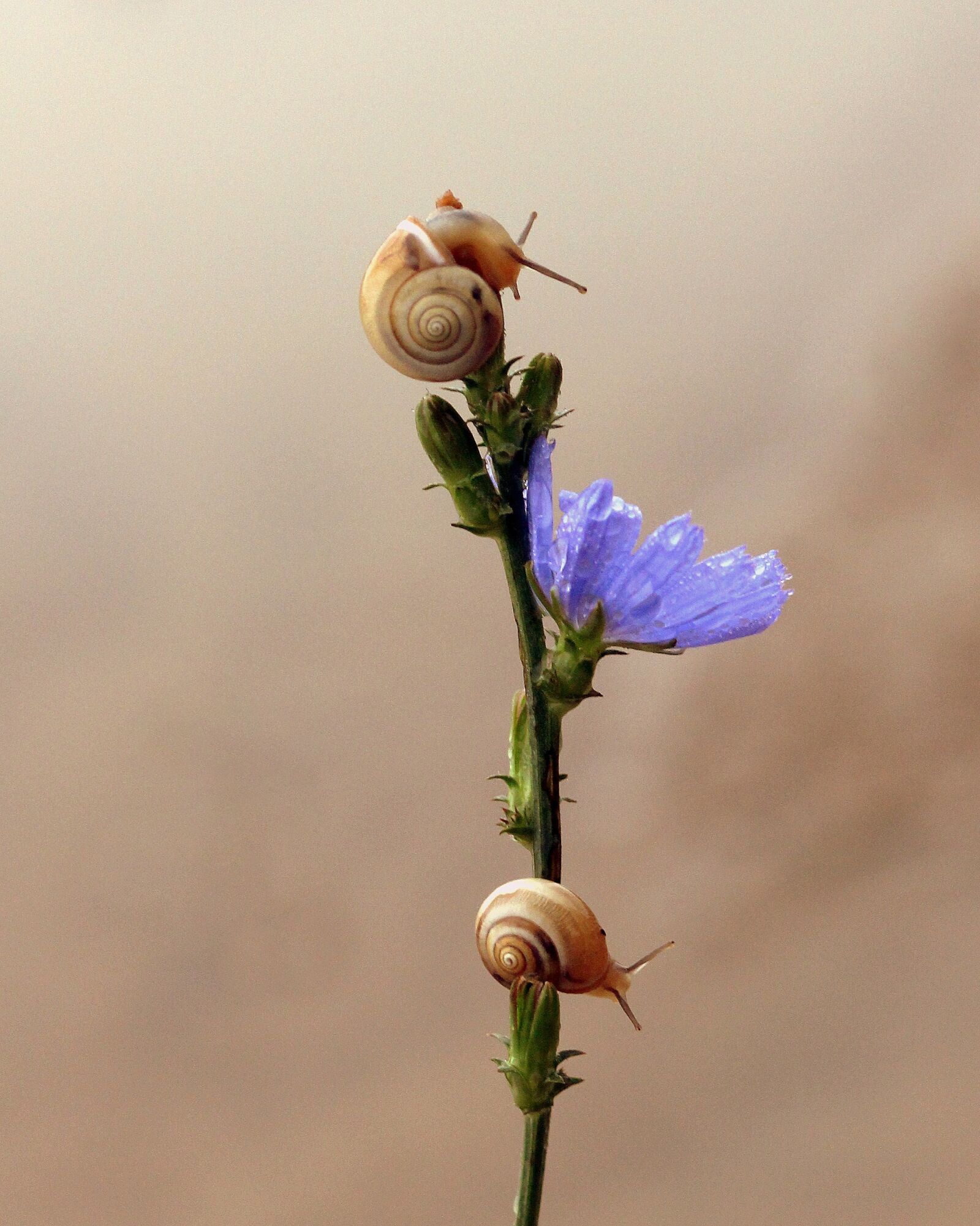 Canon EOS 700D (EOS Rebel T5i / EOS Kiss X7i) + Canon EF 85mm F1.8 USM sample photo. Snails, flower, blue photography