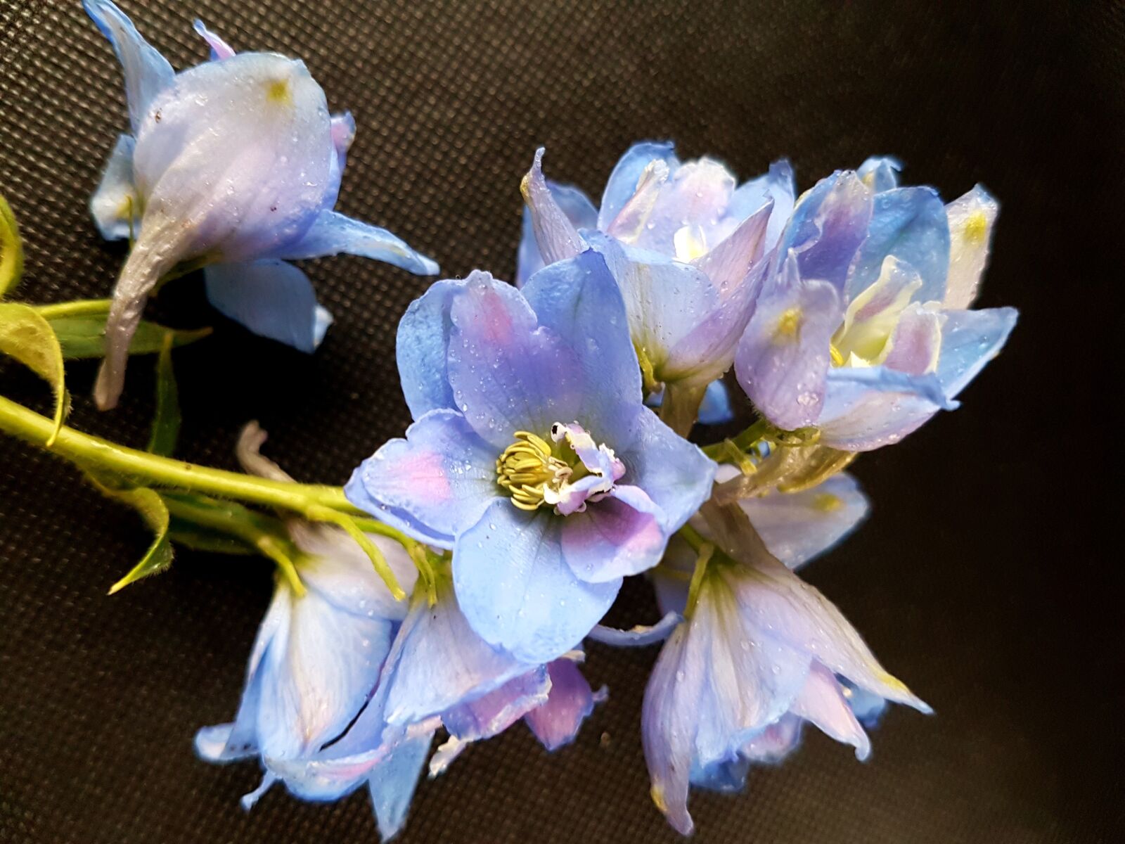 Samsung Galaxy S7 sample photo. Flowers, larkspur, ostróżki photography