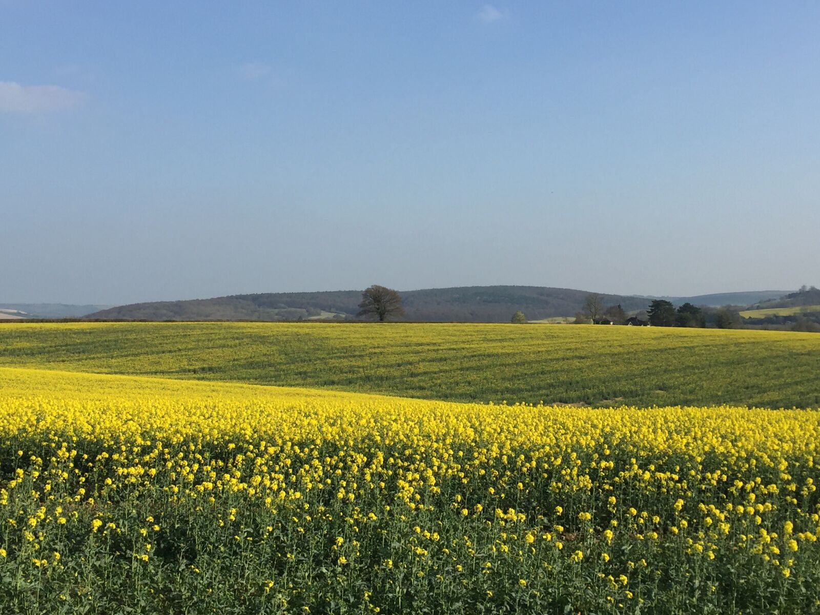 Apple iPhone 6 sample photo. Rape, field, sky photography