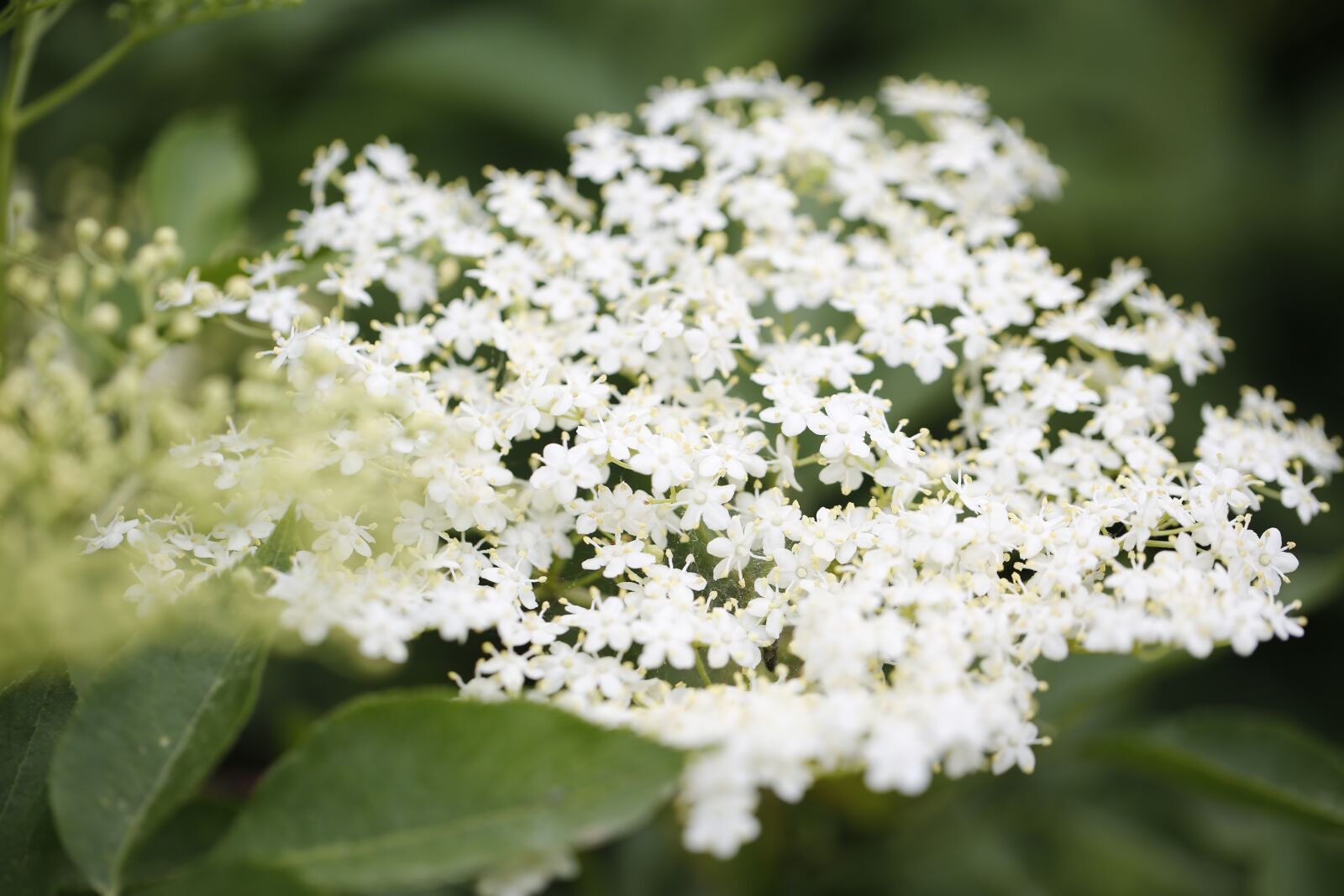 Canon EF 100mm F2.8L Macro IS USM sample photo. Elder, blossom, bloom photography