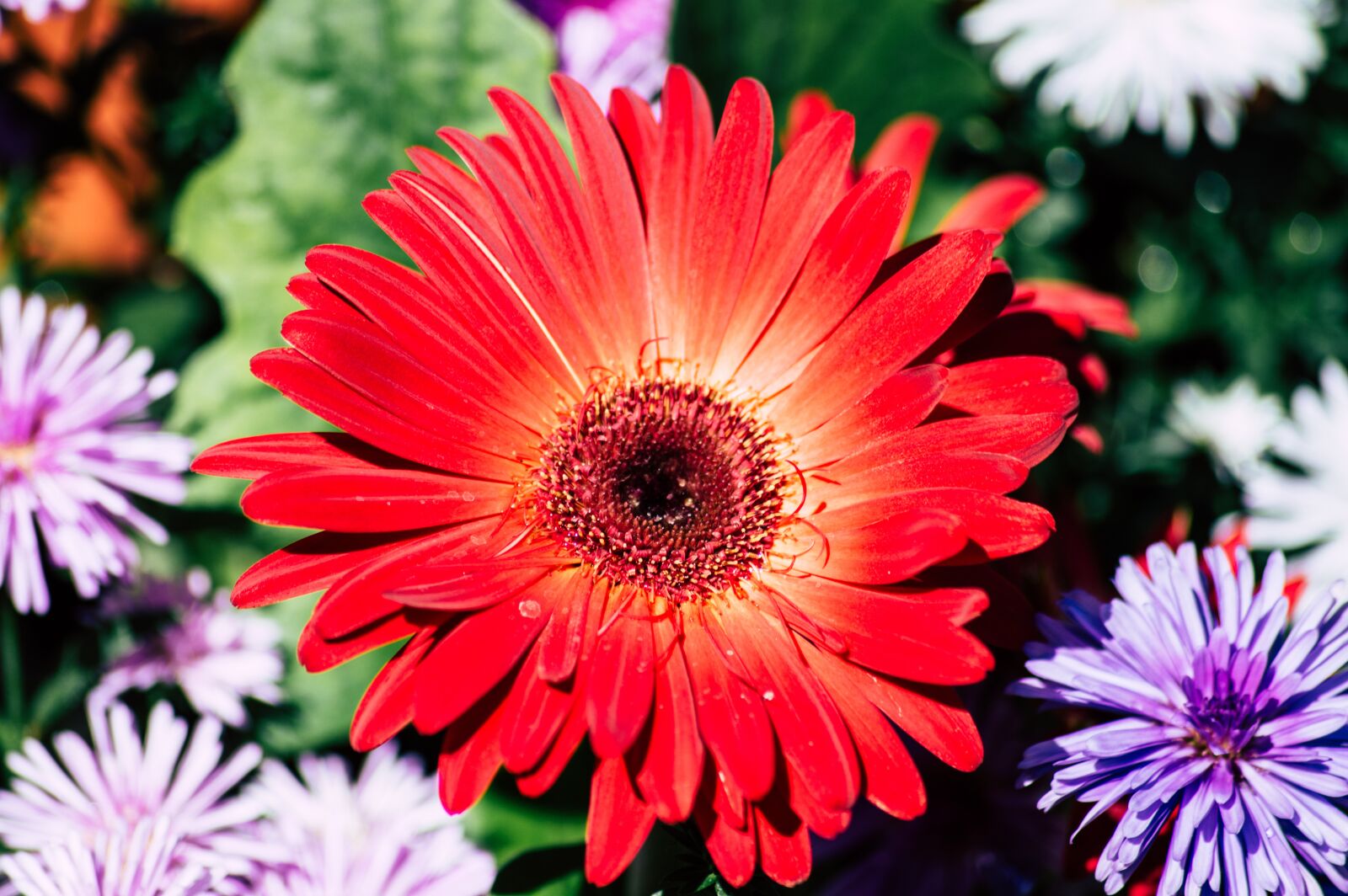 Nikon D3200 sample photo. Flower, red, red flower photography