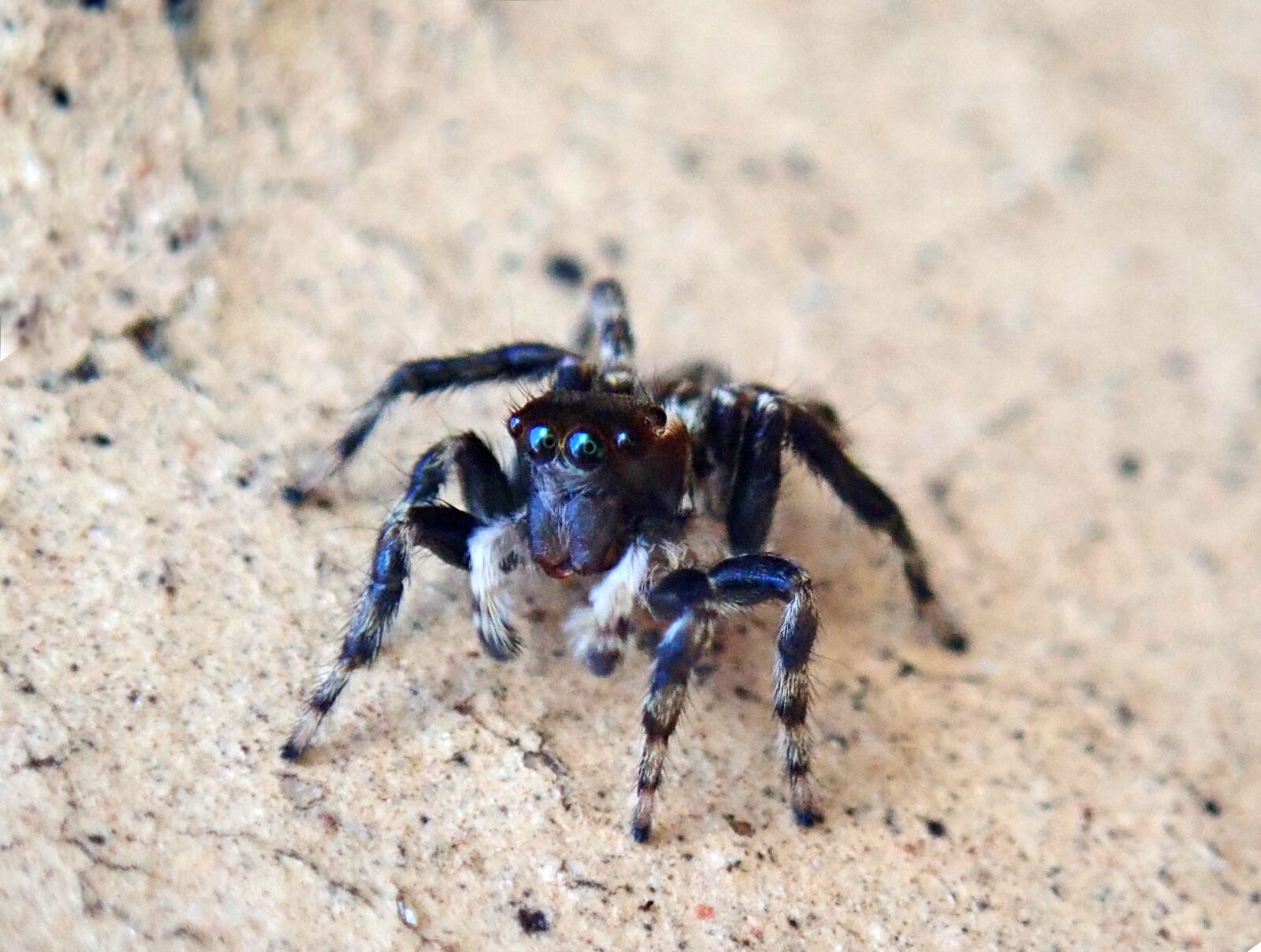 Olympus TG-5 sample photo. Spider, jumping spider, insect photography