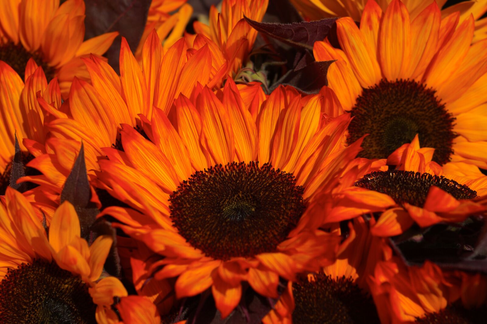 Sony SLT-A65 (SLT-A65V) sample photo. Sunflower, orange, yellow photography