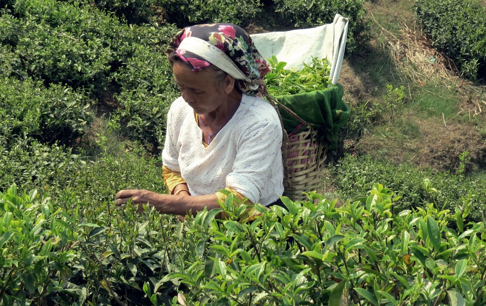 Canon PowerShot SX50 HS sample photo. Indian, woman, tea, tea photography