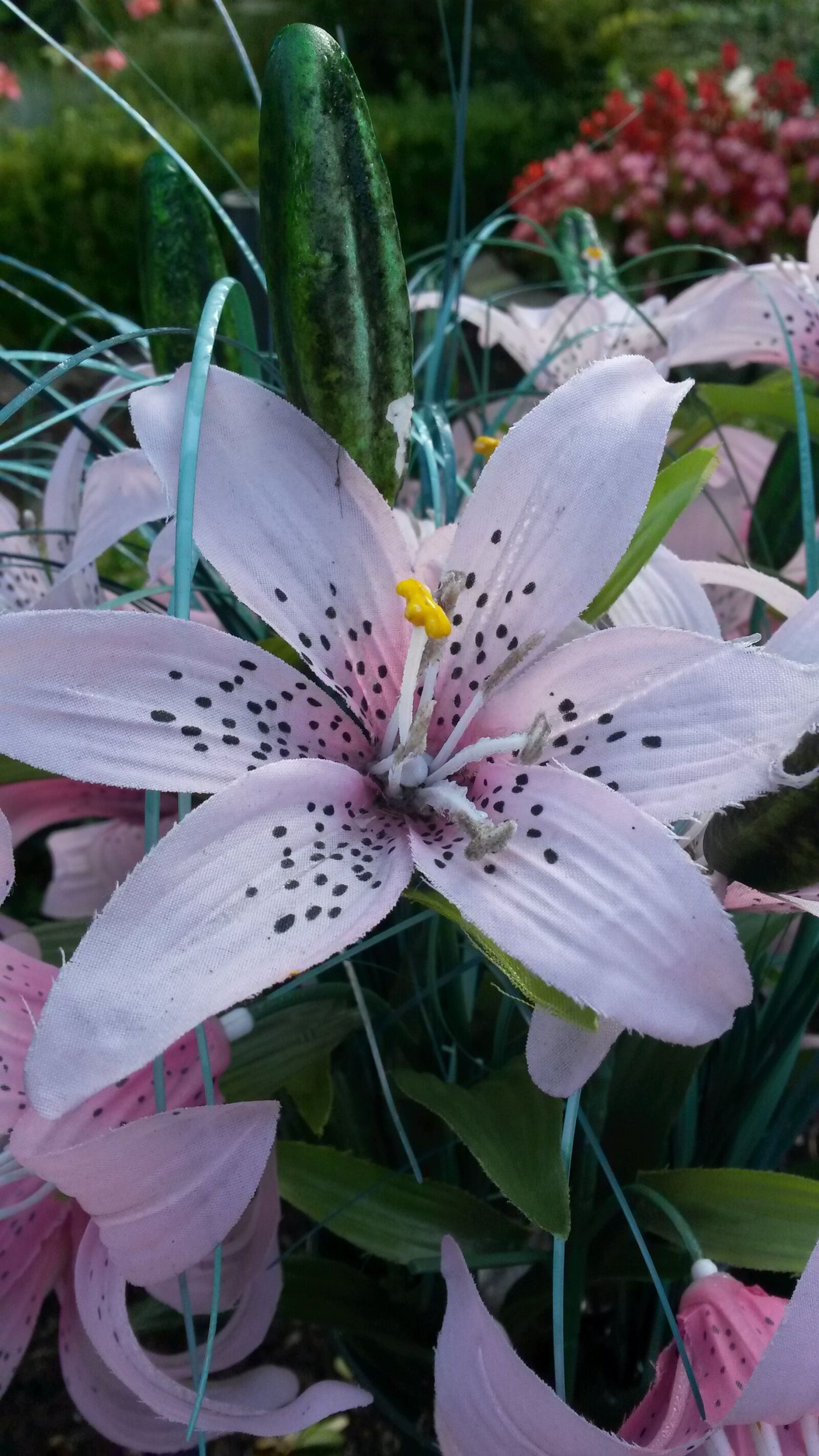Samsung Galaxy S4 Mini sample photo. Flower, plant, nature photography