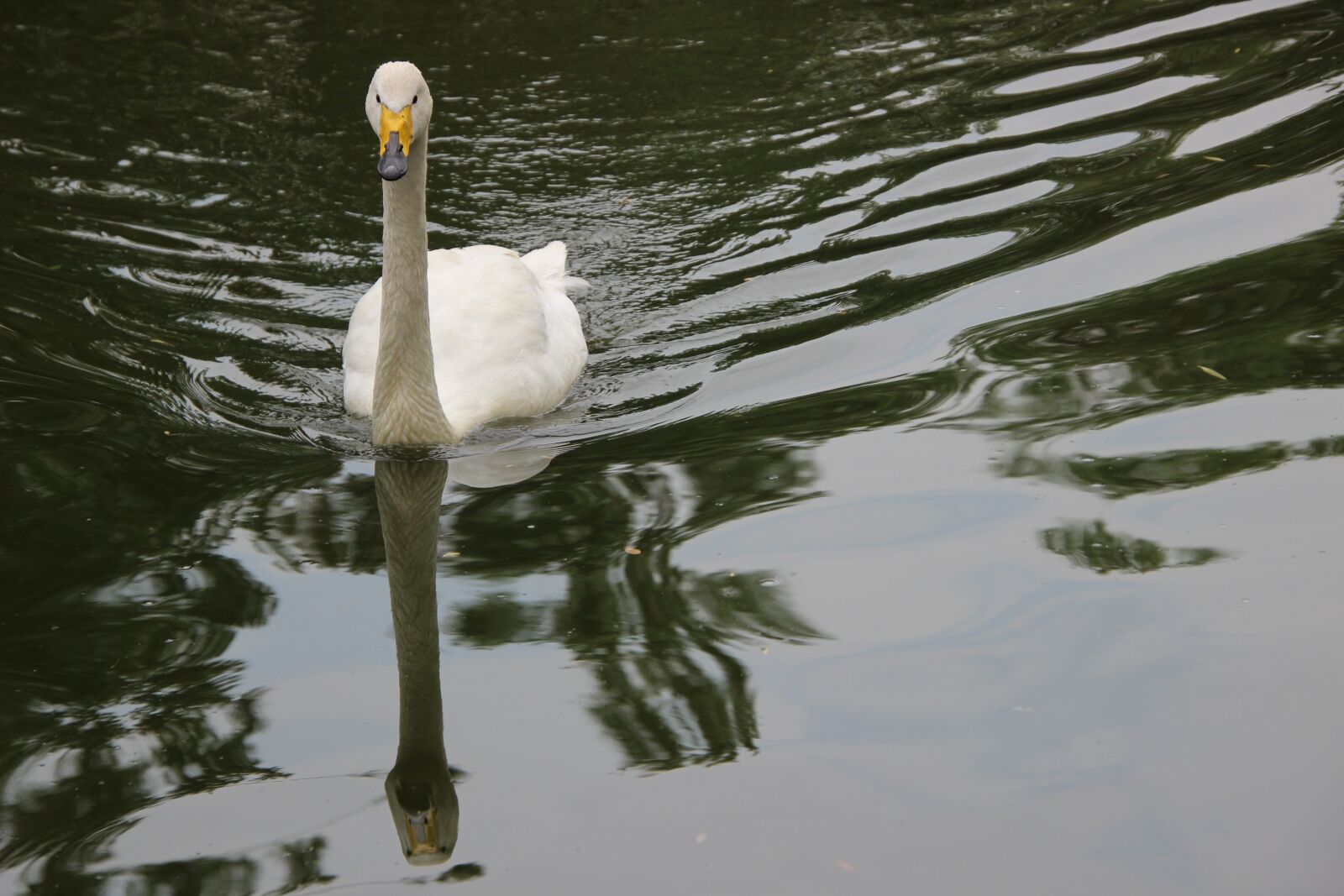Canon EOS 600D (Rebel EOS T3i / EOS Kiss X5) sample photo. Swan, white swan, bird photography