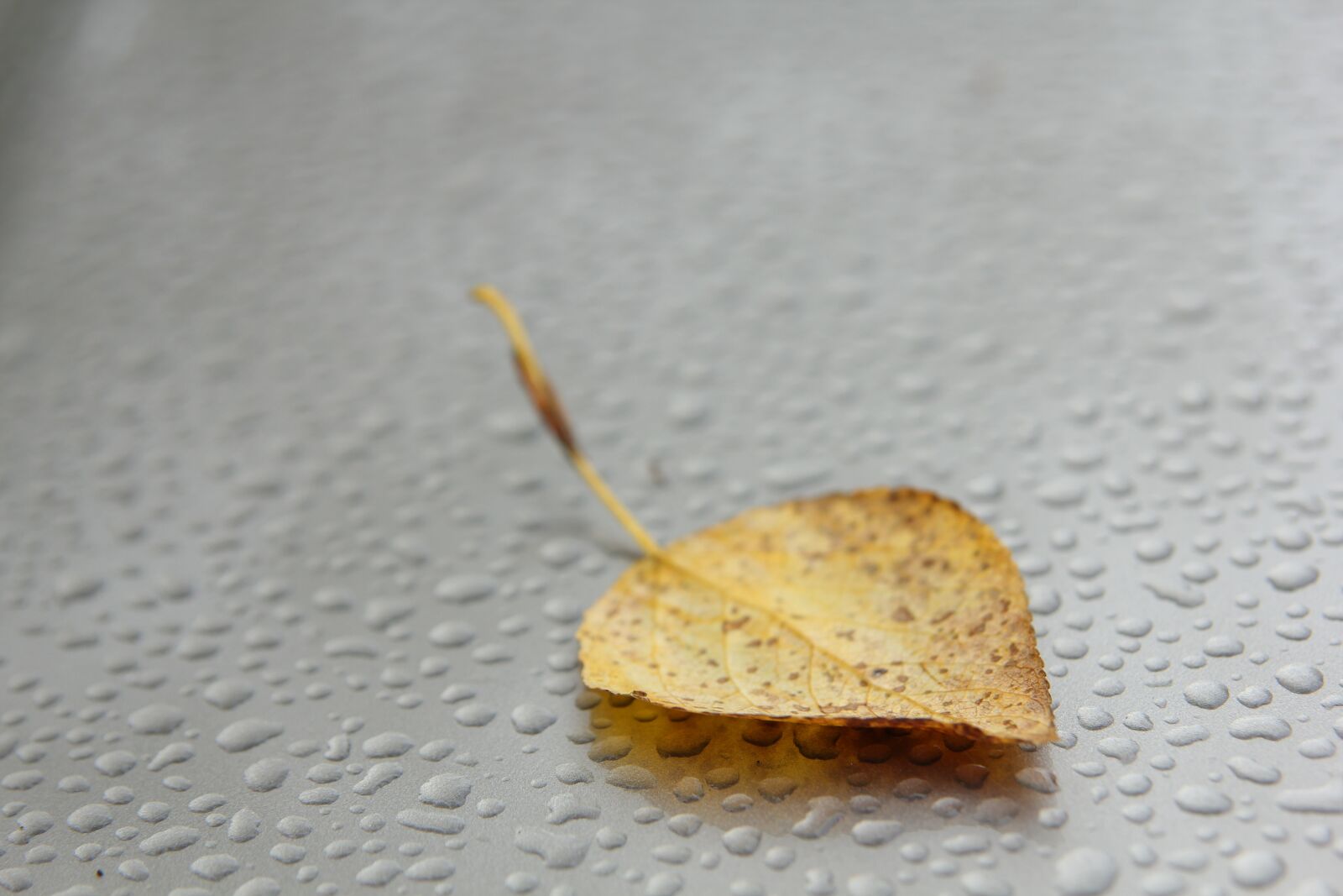 Canon EOS 60D sample photo. Autumn, sheet, leaflet photography