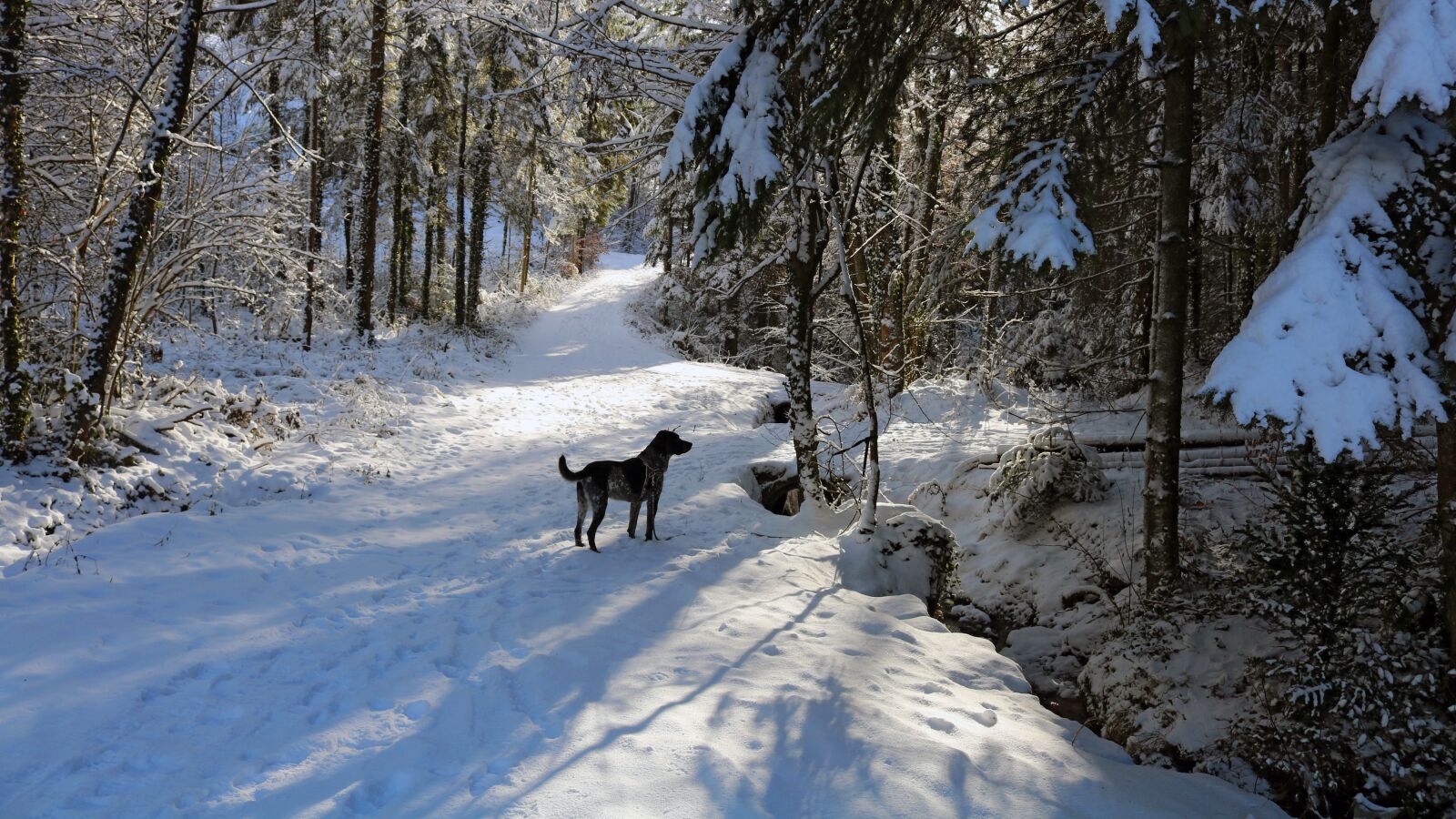 Canon EOS 750D (EOS Rebel T6i / EOS Kiss X8i) sample photo. Winter, snow, dog photography