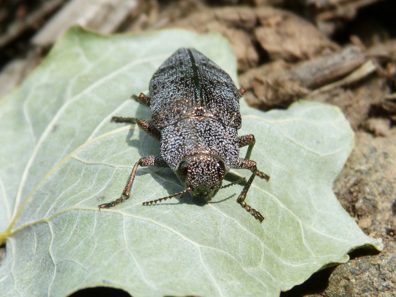 Panasonic DMC-FZ62 sample photo. Beetle, golden scarab, leaf photography