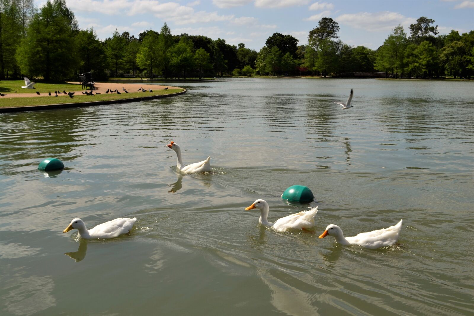 Nikon D3100 sample photo. White, together, gathering photography