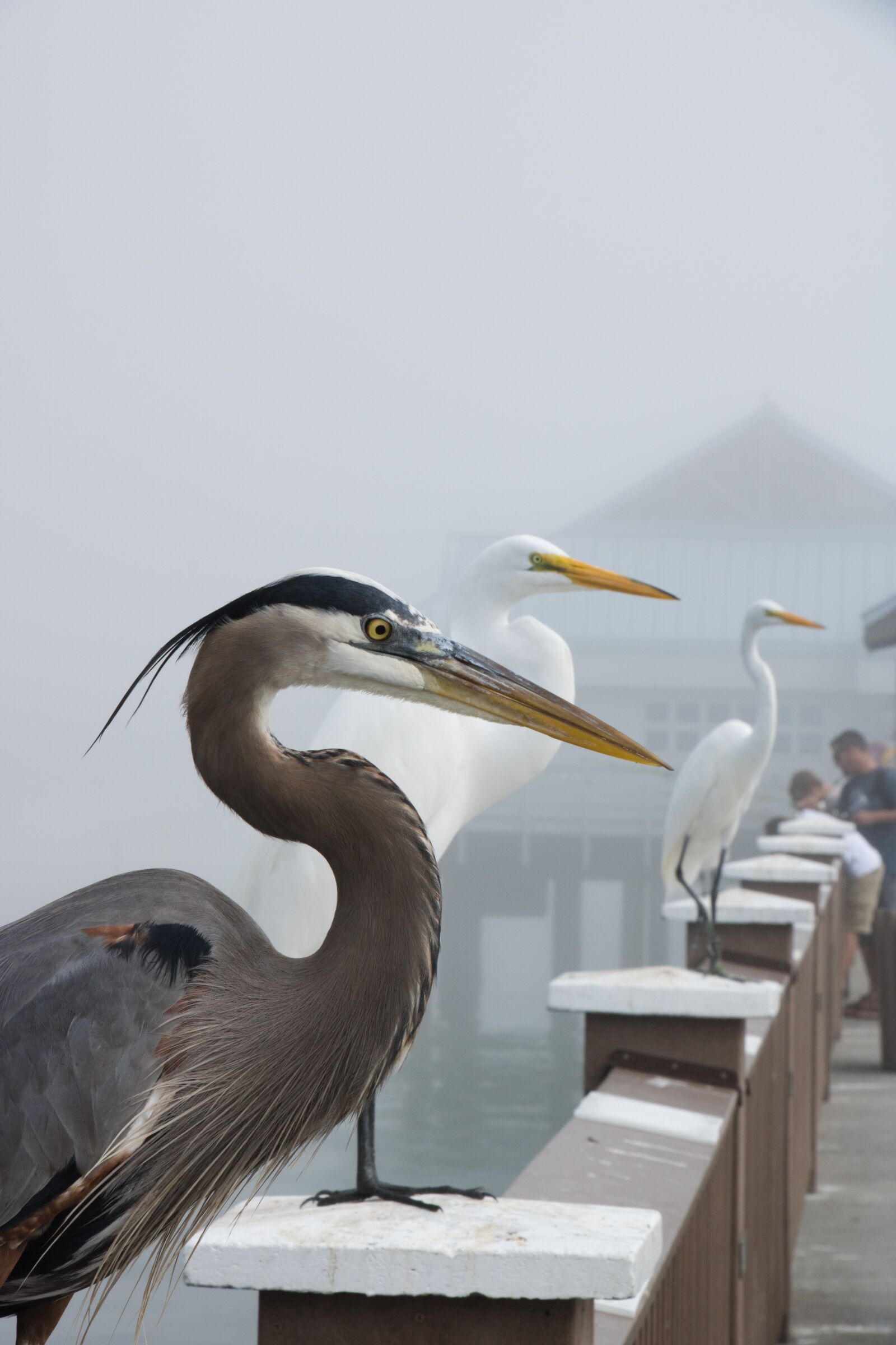 Canon EOS 750D (EOS Rebel T6i / EOS Kiss X8i) sample photo. Florida, beach, crane photography