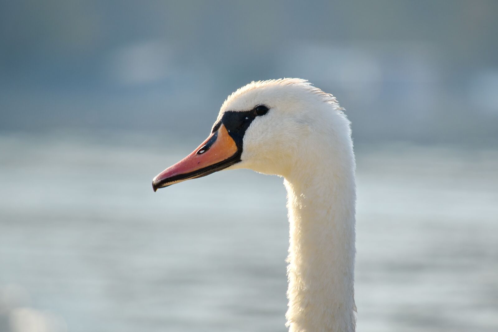 Nikon D5500 sample photo. Beak, looking, nose, side photography