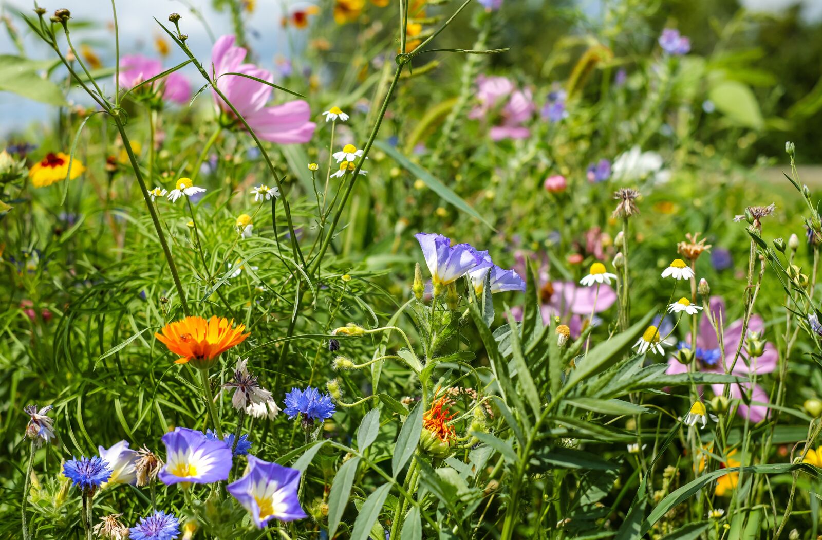 Fujifilm X-T10 + Fujifilm XF 35mm F1.4 R sample photo. Flower meadow, wildflowers, summer photography