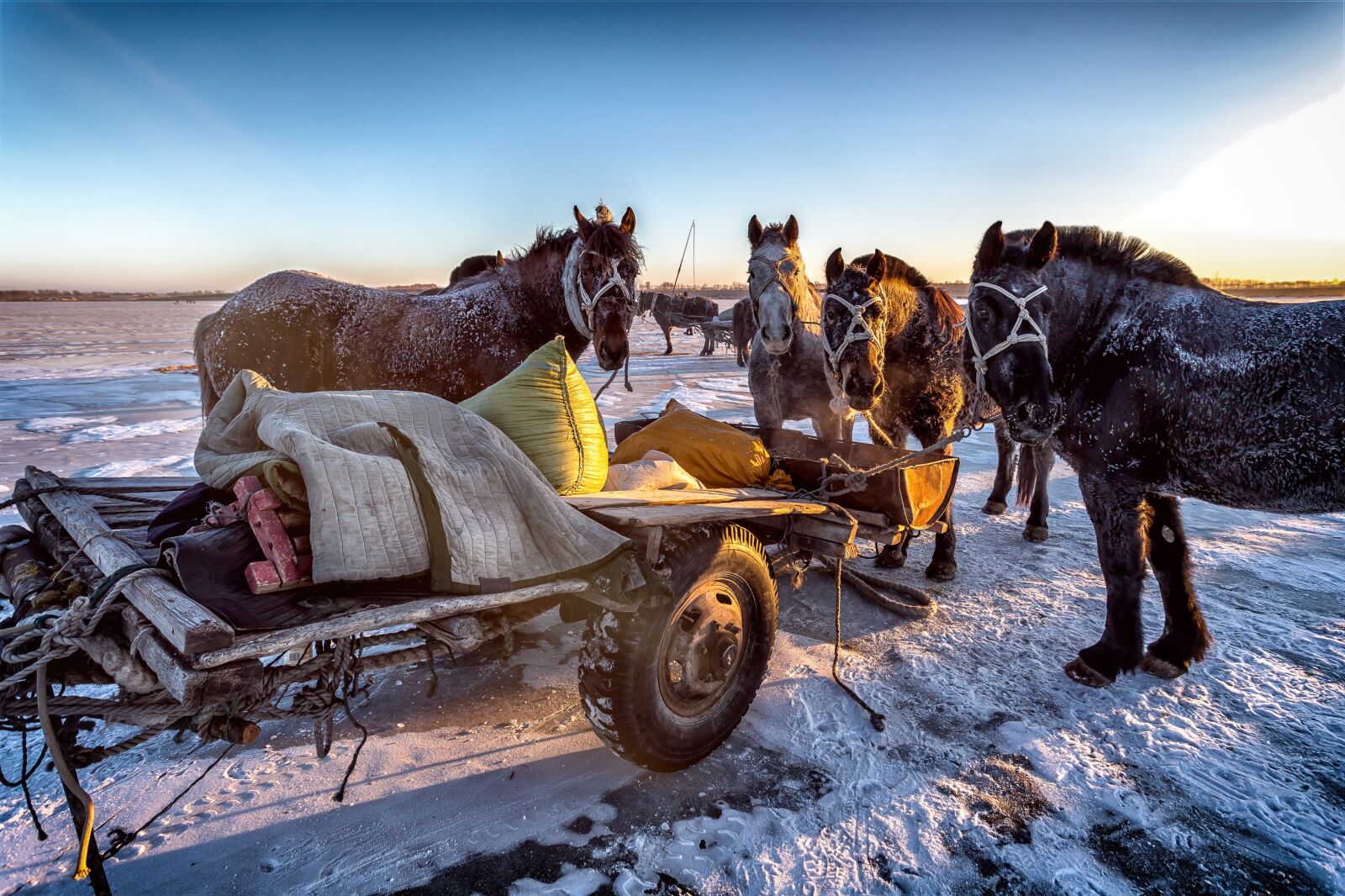 Canon EF 17-40mm F4L USM sample photo. Mammal, winter, horses photography