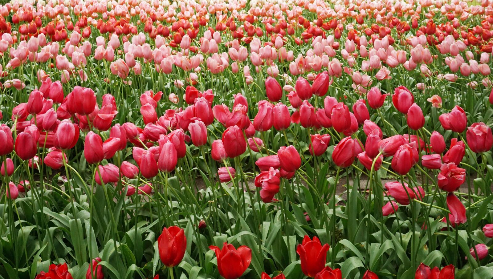 Sony E 16-50mm F3.5-5.6 PZ OSS sample photo. Keukenhof tulip, background, wallpaper photography