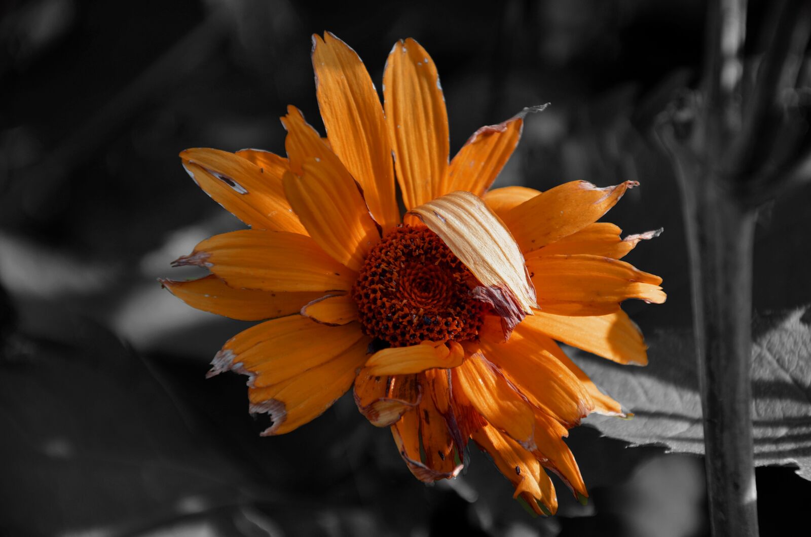 Nikon D5100 sample photo. Flower, orange, flowers photography