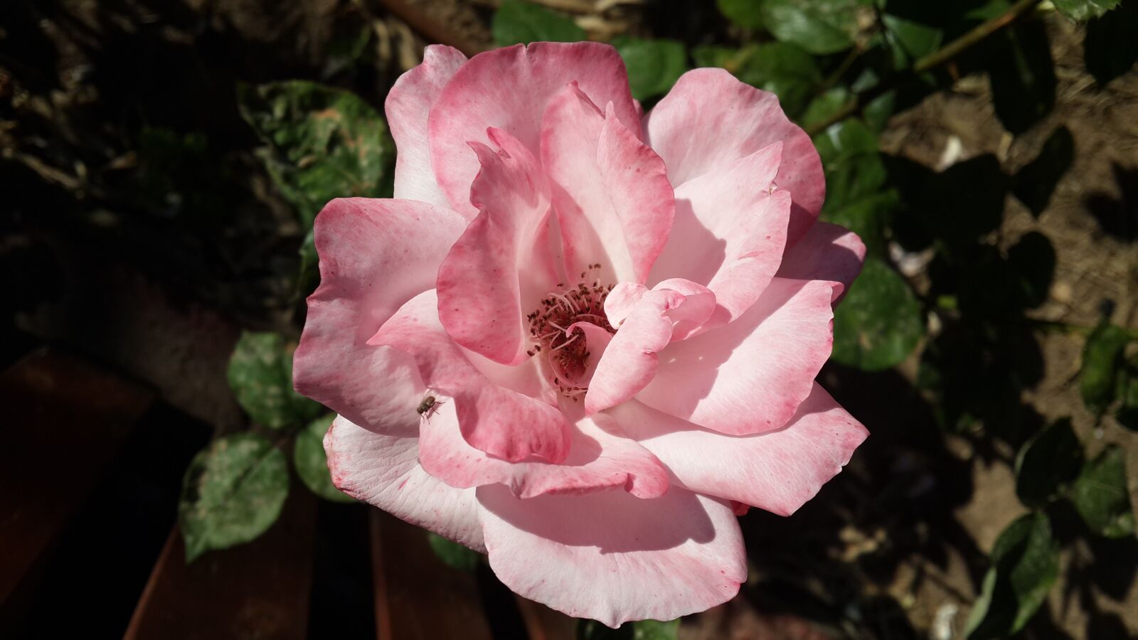 Samsung Galaxy S4 sample photo. Pink flower, nature, pink photography