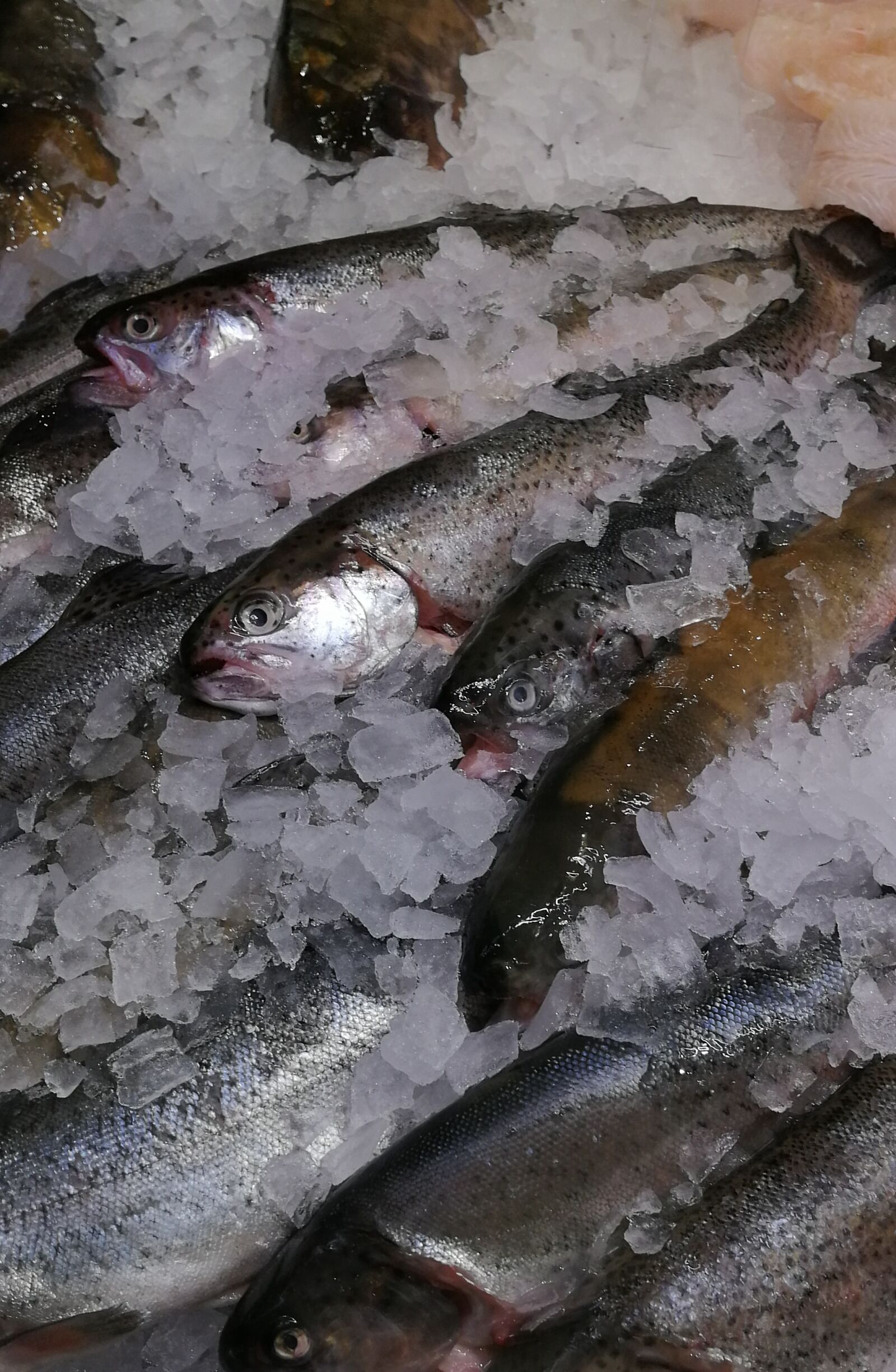 HUAWEI SNE-LX1 sample photo. Fish, trout, nutrition photography