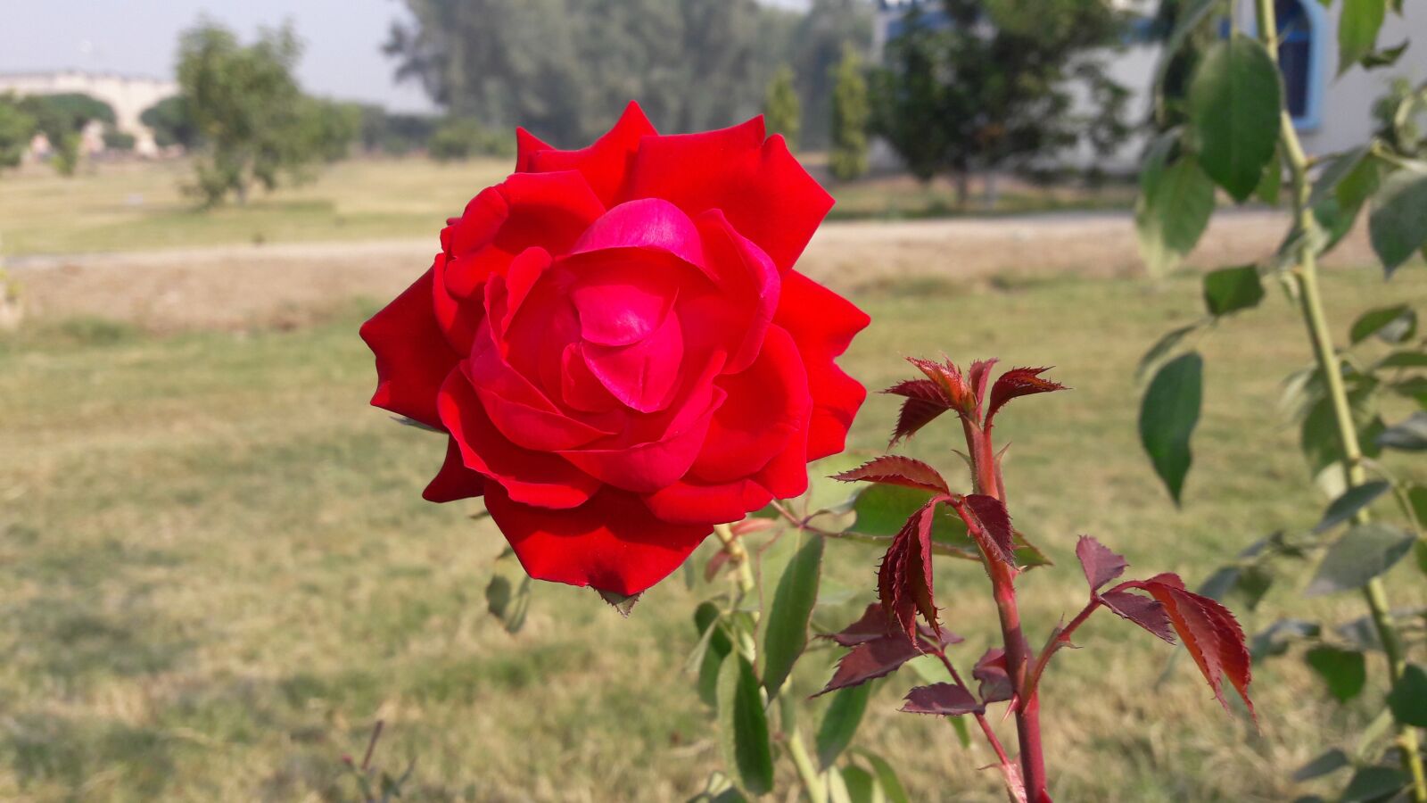Samsung Galaxy J7 sample photo. Rose, gulab, flower photography