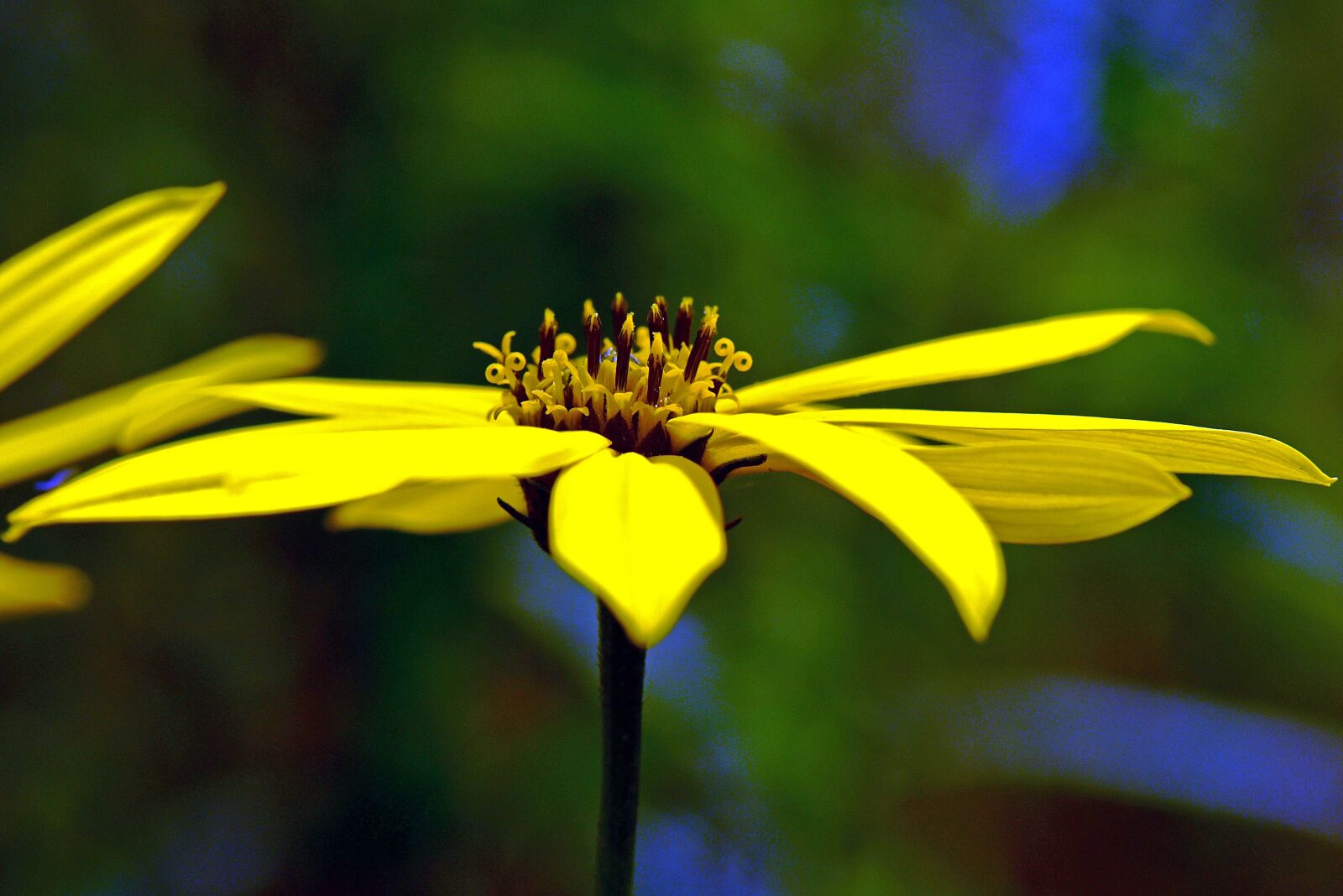 Nikon D750 sample photo. Blossom, bloom, composites photography