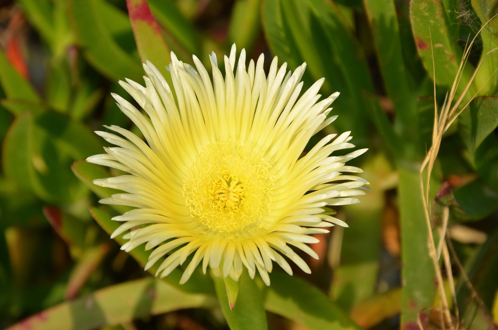 Nikon D7000 sample photo. Flower, blossom, plant photography