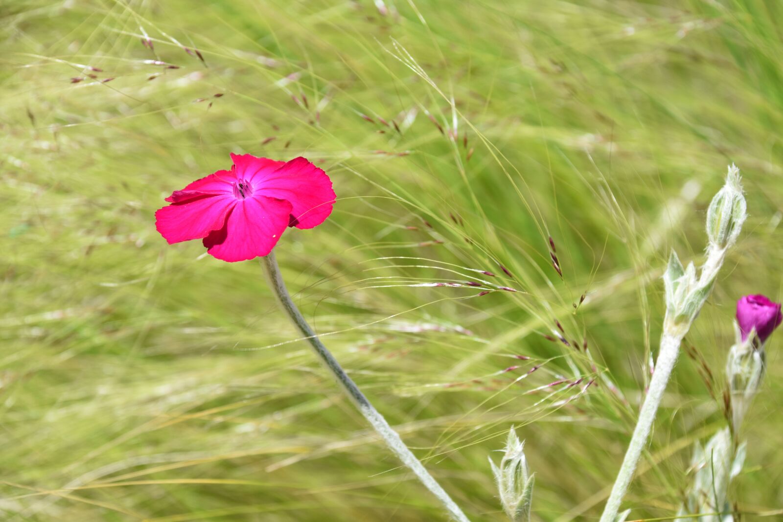 Nikon D5600 sample photo. Flower, pink flower, nature photography