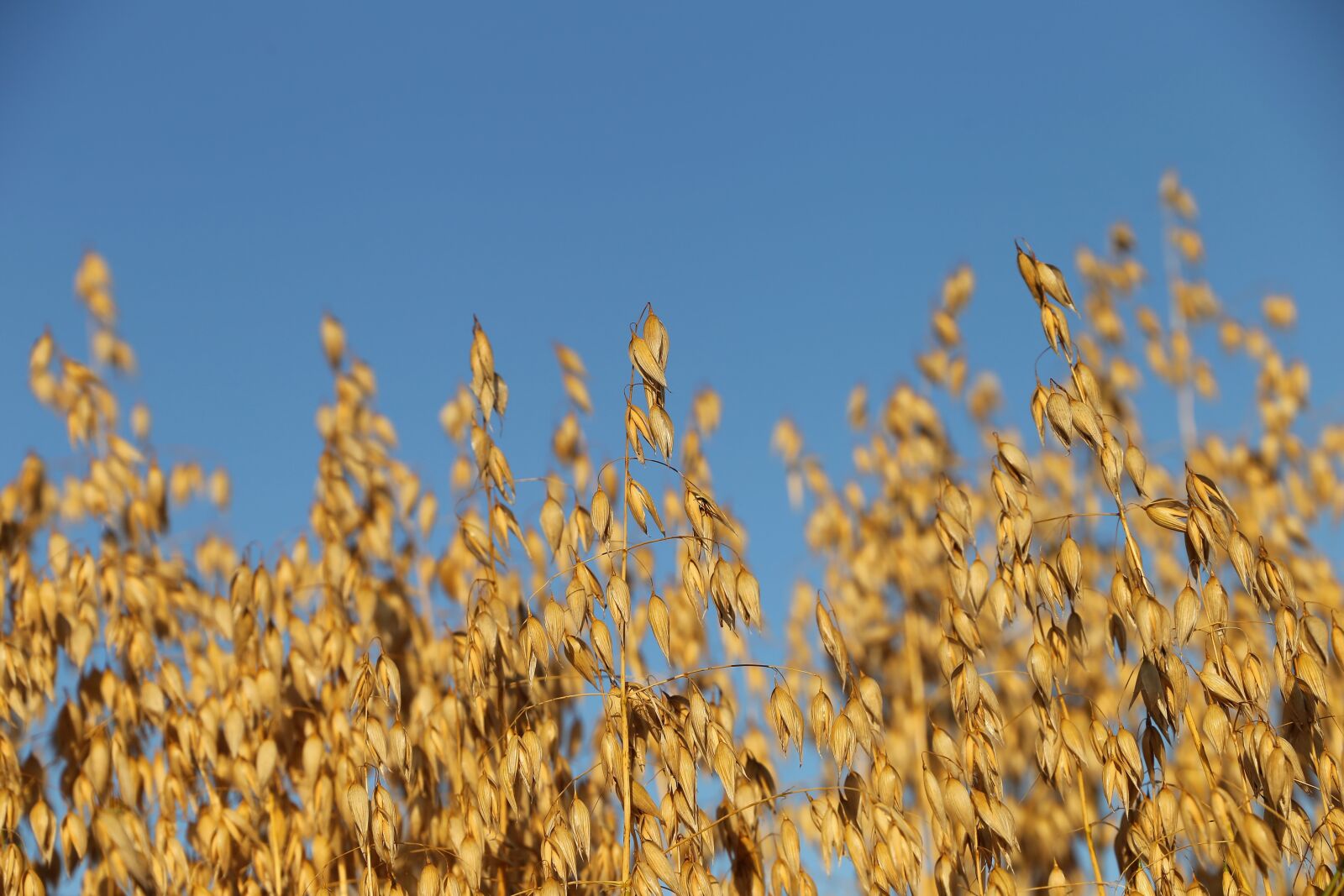 Canon EF 24-105mm F3.5-5.6 IS STM sample photo. Agriculture, oats, plant photography