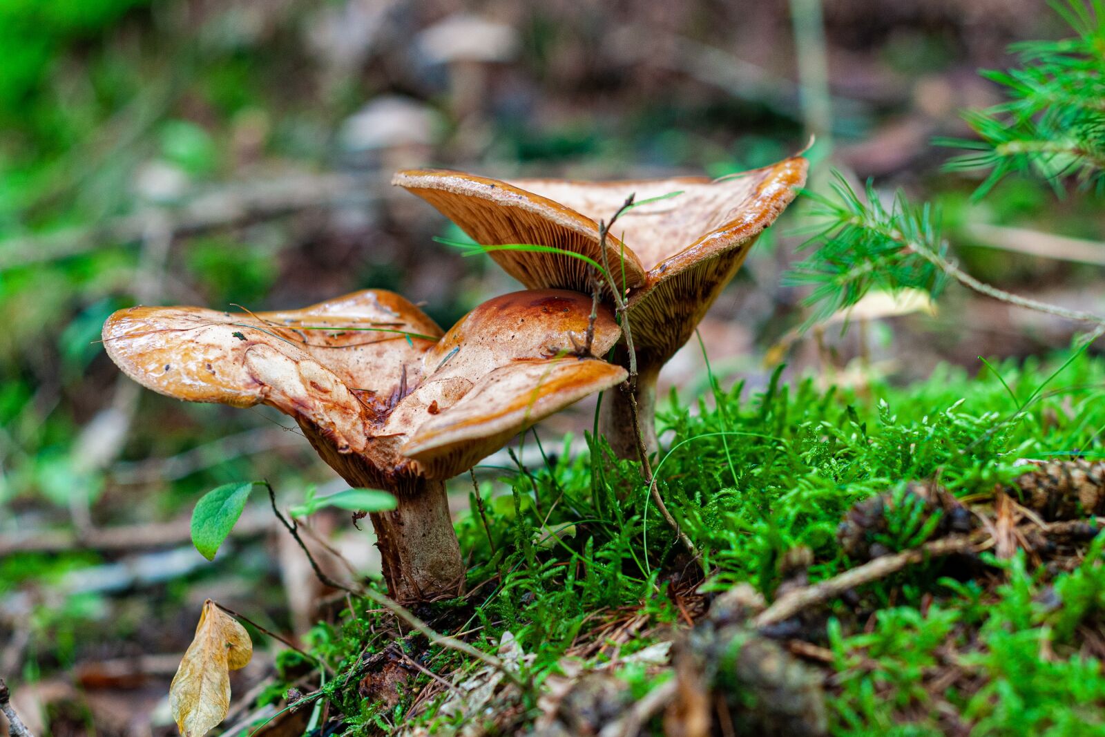 Nikon D300S sample photo. Mushroom, autumn, forest photography