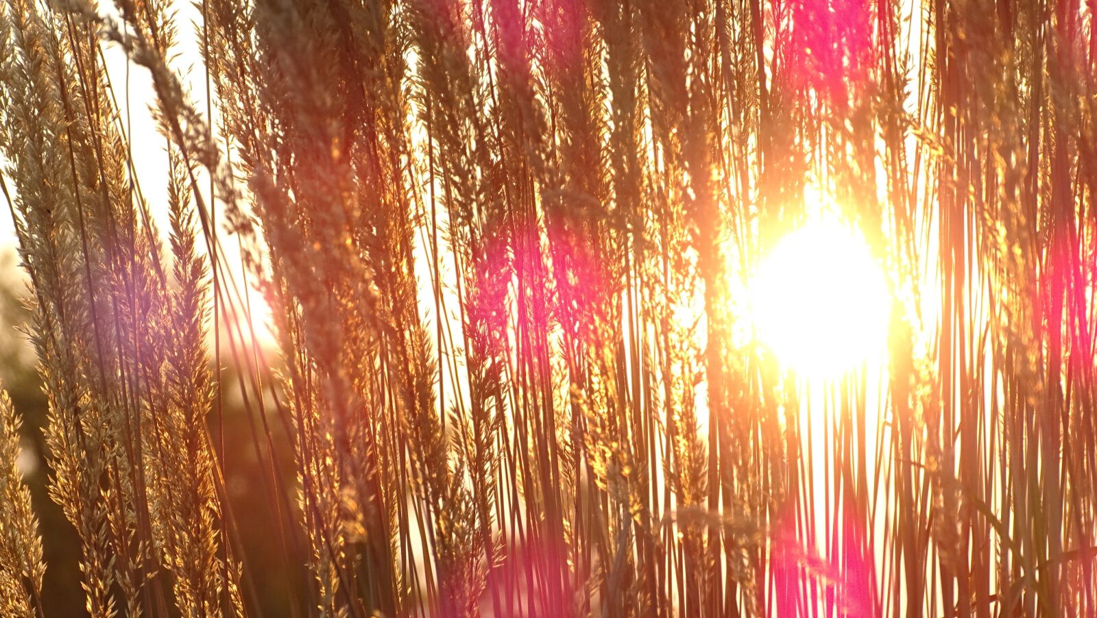 Sony Cyber-shot DSC-HX400V sample photo. Sunlight, wheat, weeds photography