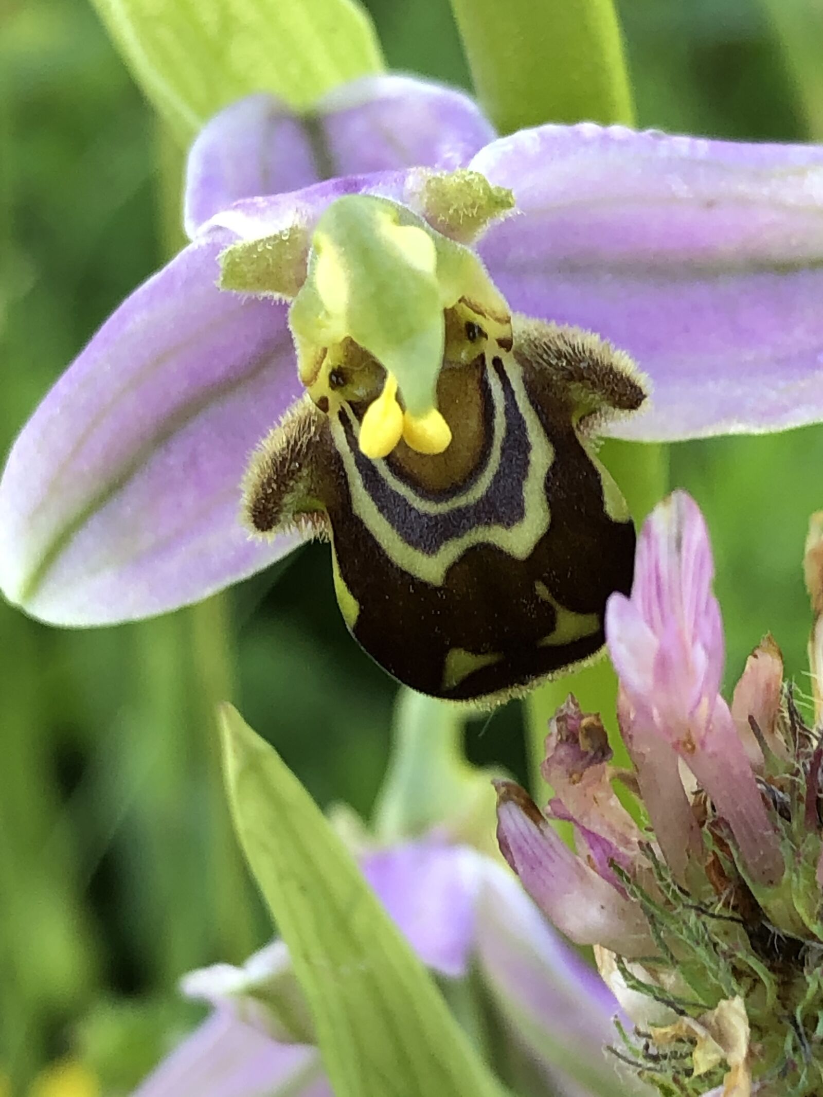 Apple iPhone 8 sample photo. Ophrys apifera, orchid es photography