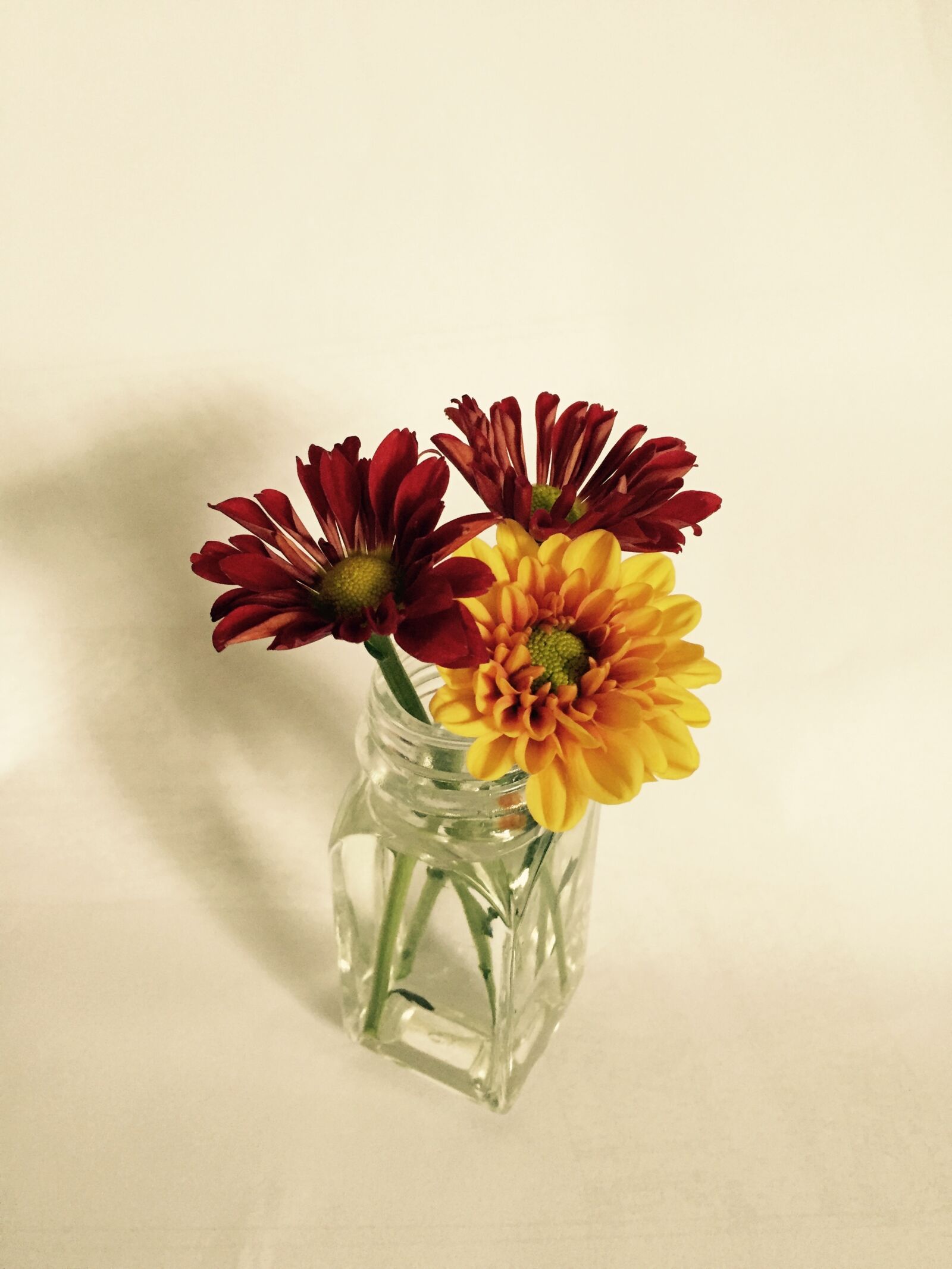 Apple iPhone 6 sample photo. Flower, leisure, the scenery photography