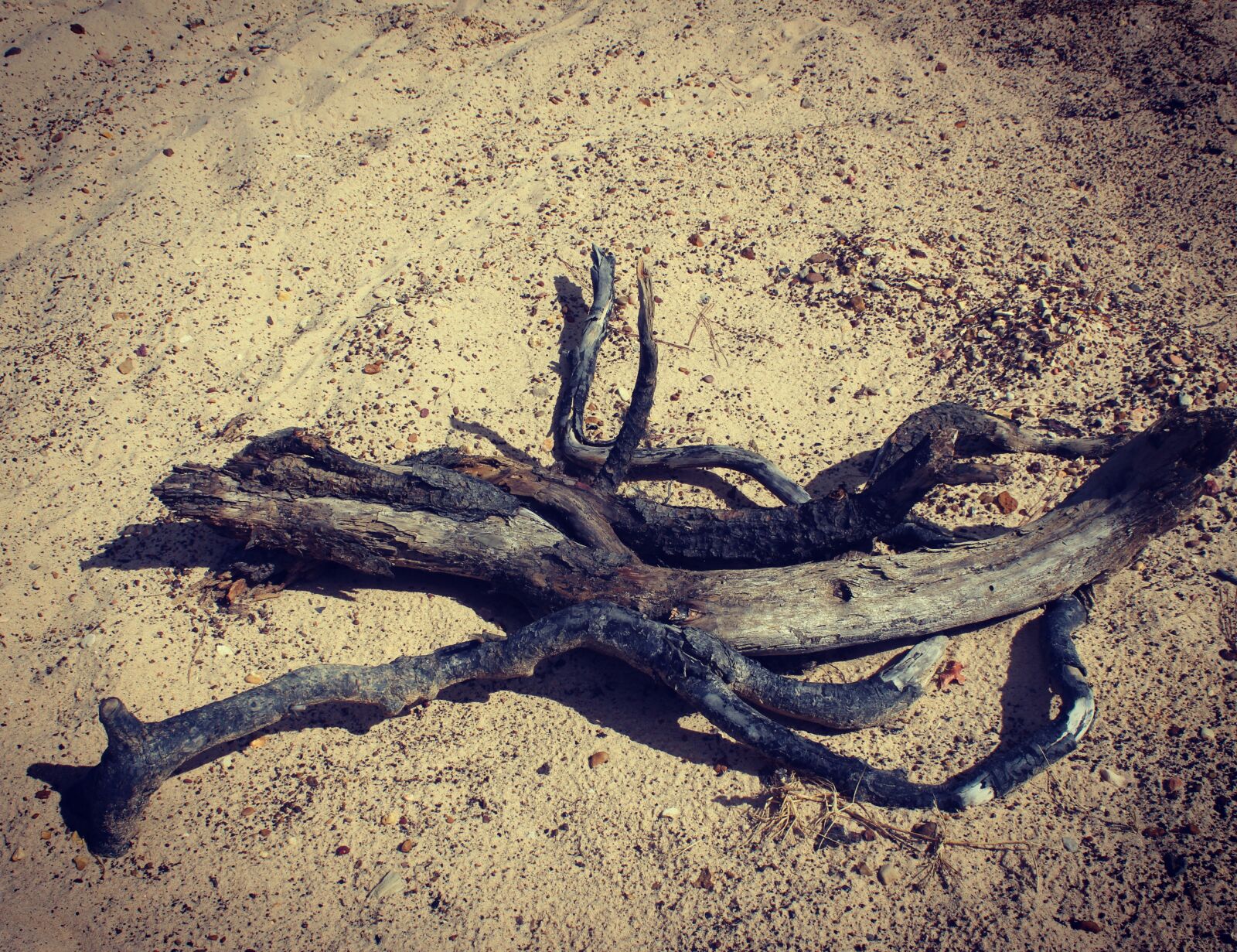 Canon EOS 1200D (EOS Rebel T5 / EOS Kiss X70 / EOS Hi) sample photo. Driftwood, beach, lakeside photography