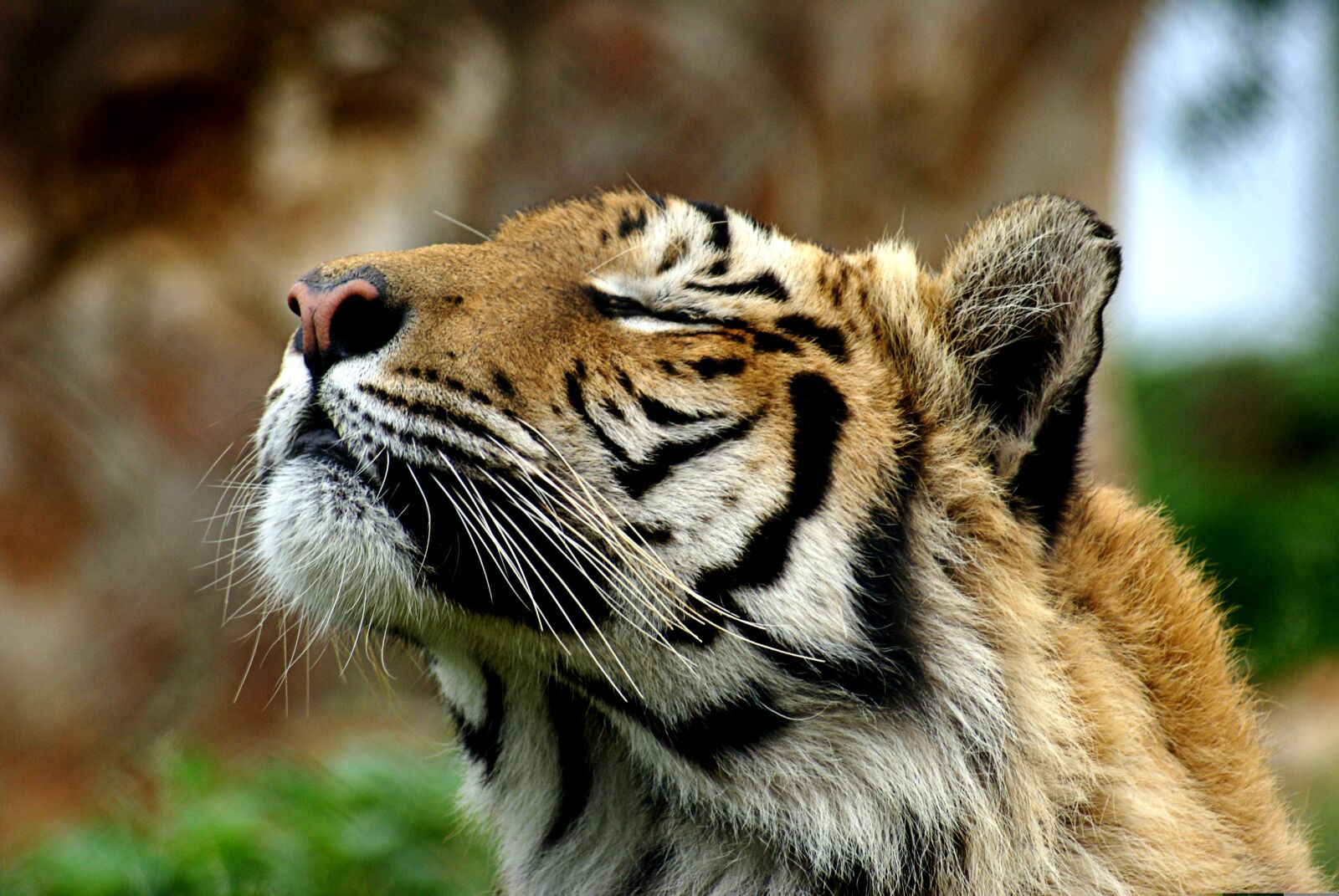 Sony Alpha DSLR-A100 sample photo. Tiger, sniff, basking photography