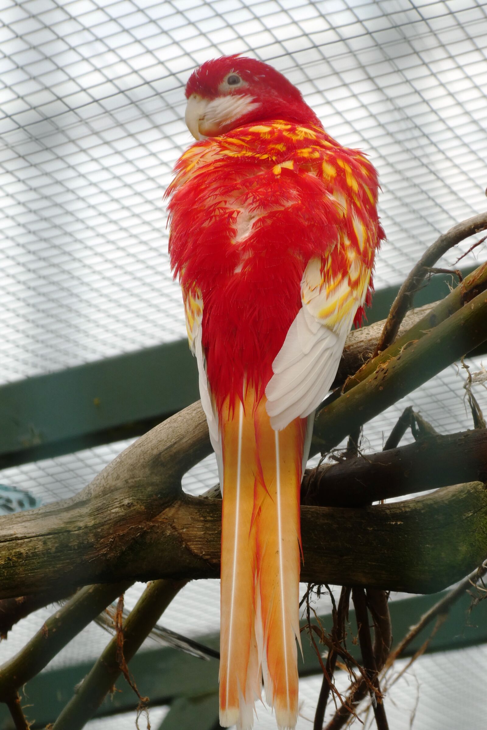 Panasonic Lumix DC-ZS70 (Lumix DC-TZ90) sample photo. Parrot, bird, tropical photography