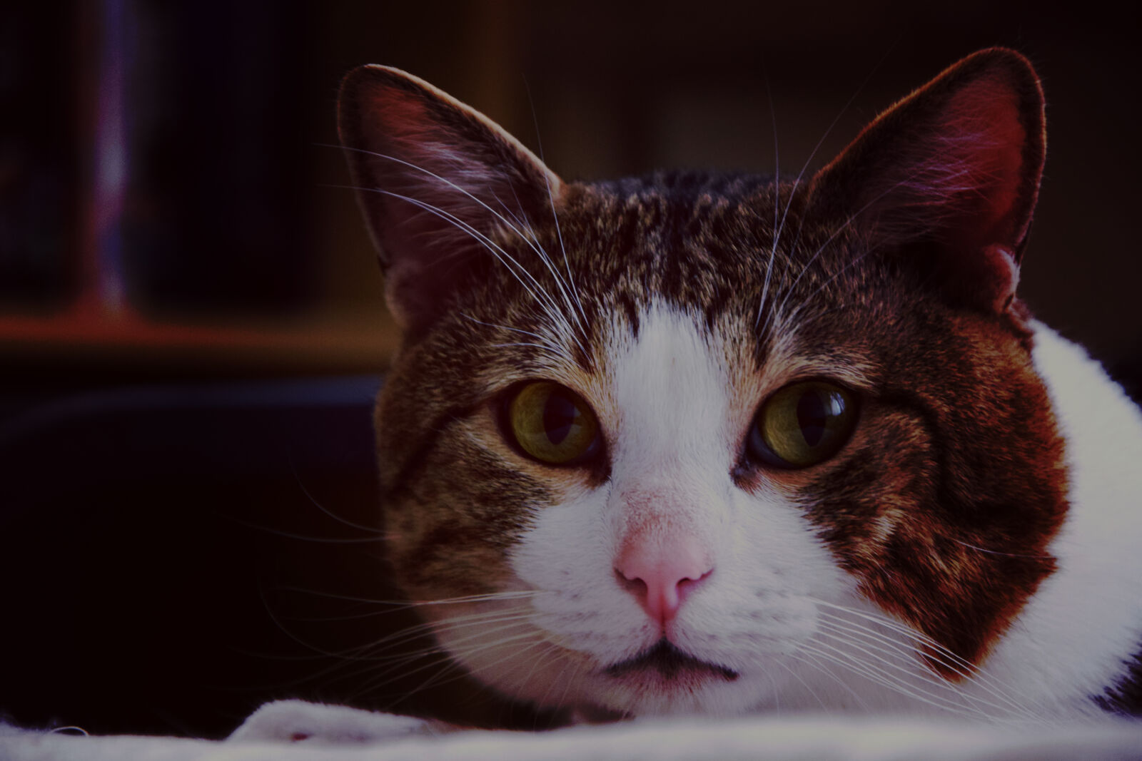 Nikon D3300 sample photo. Brown, white, gray, cat photography