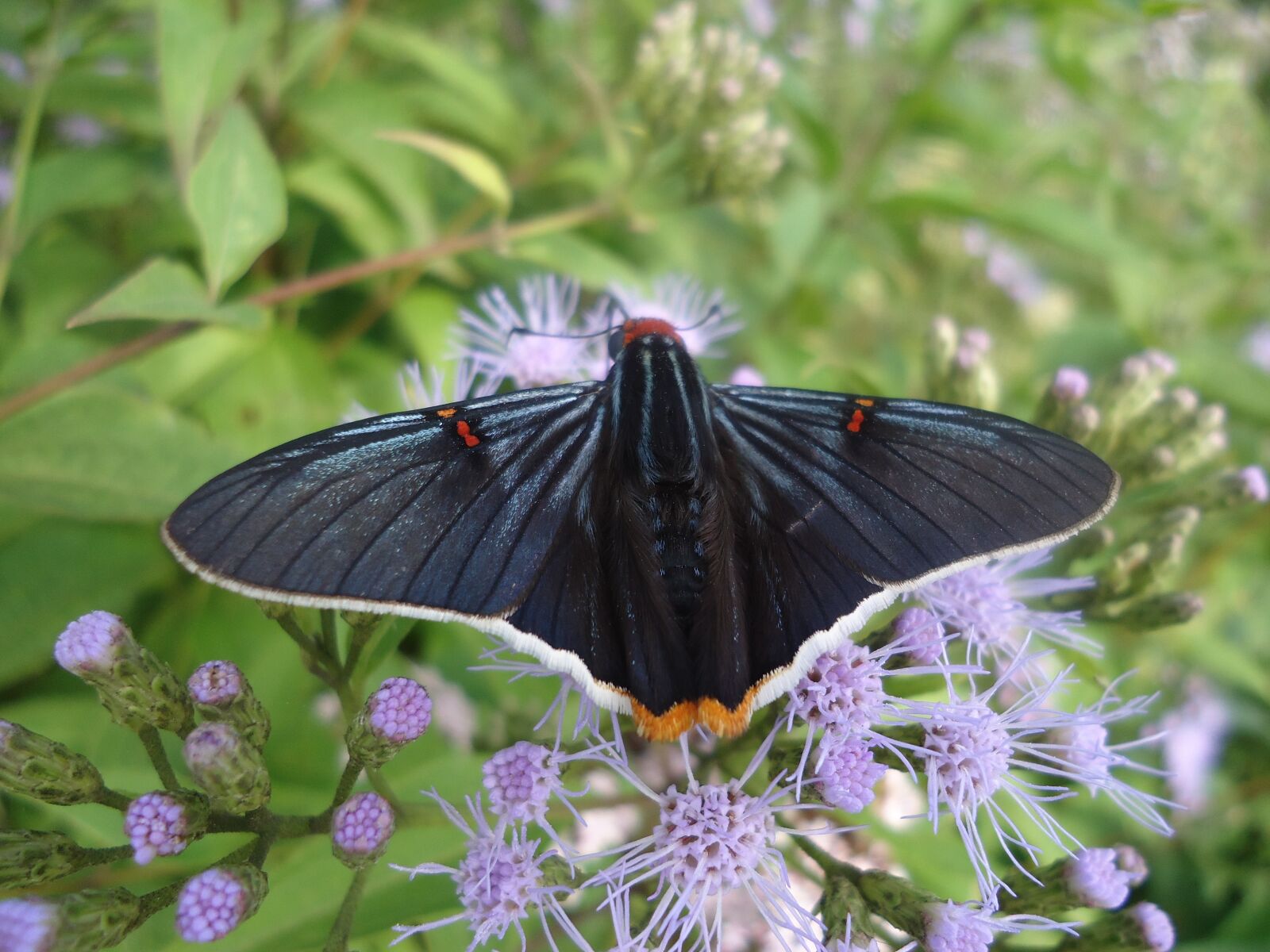 Sony Cyber-shot DSC-W610 sample photo. Butterfly, black, velvety photography