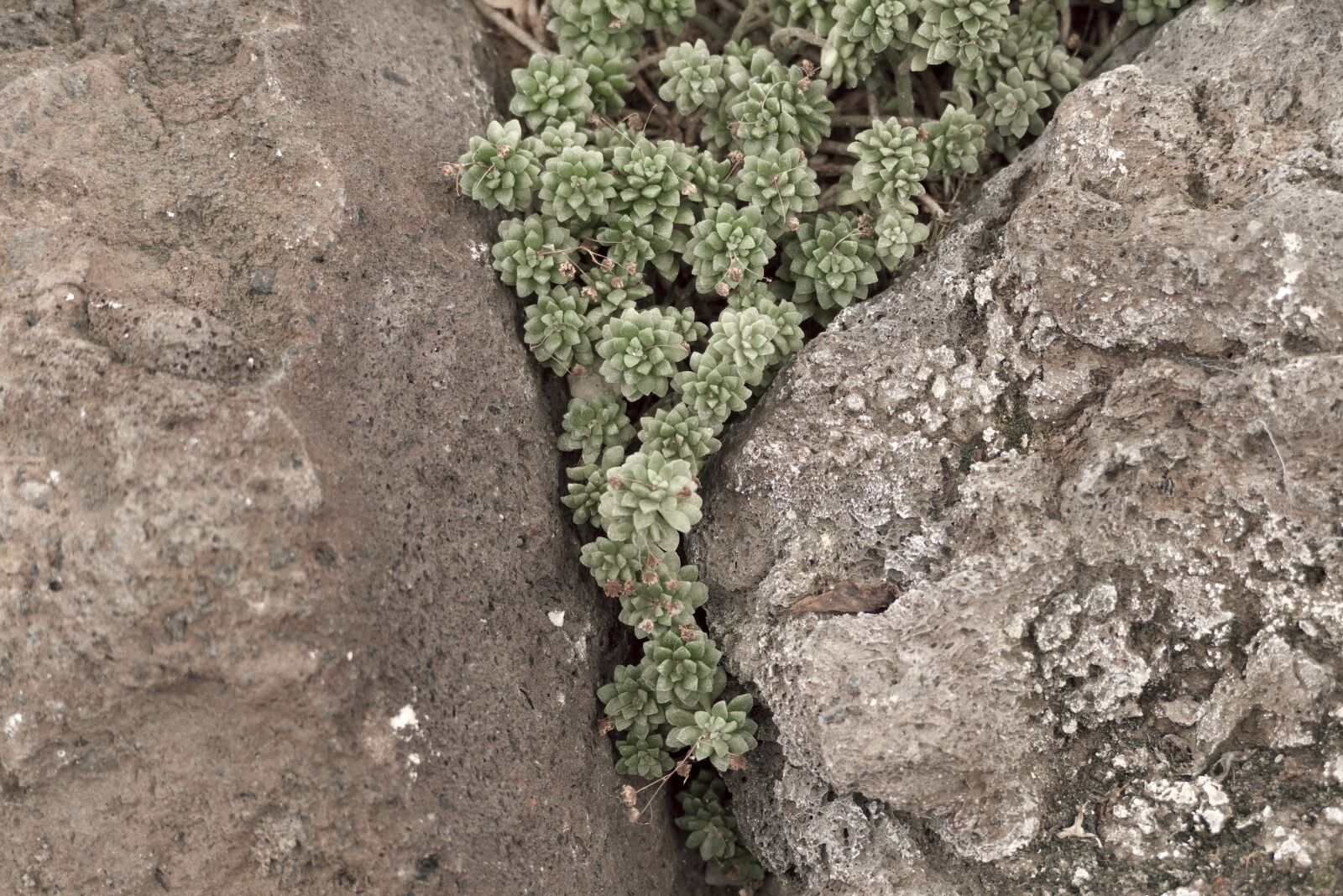 Panasonic Lumix DMC-FZ1000 sample photo. Succulents, stone garden, plant photography