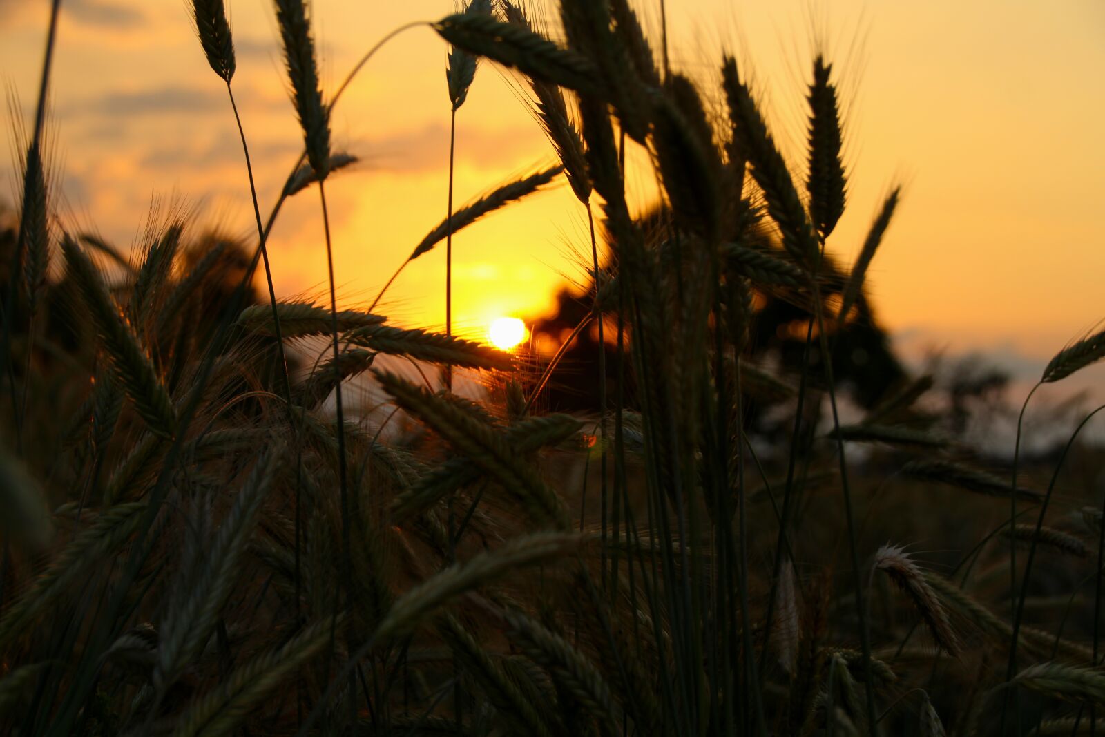 Canon EOS 700D (EOS Rebel T5i / EOS Kiss X7i) sample photo. Sunset, field, landscape photography